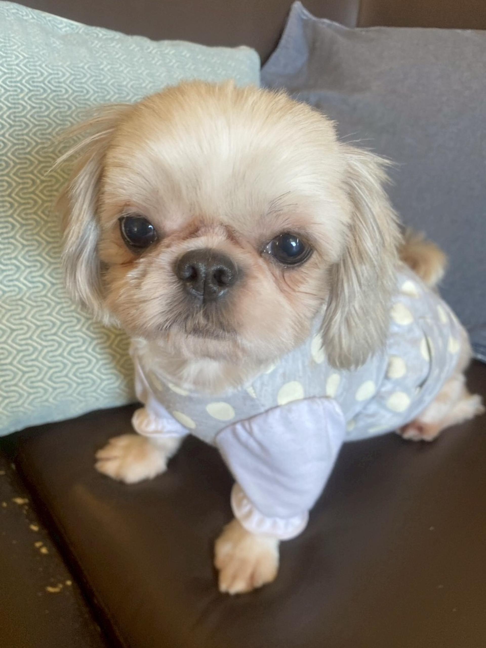 pet-image-4