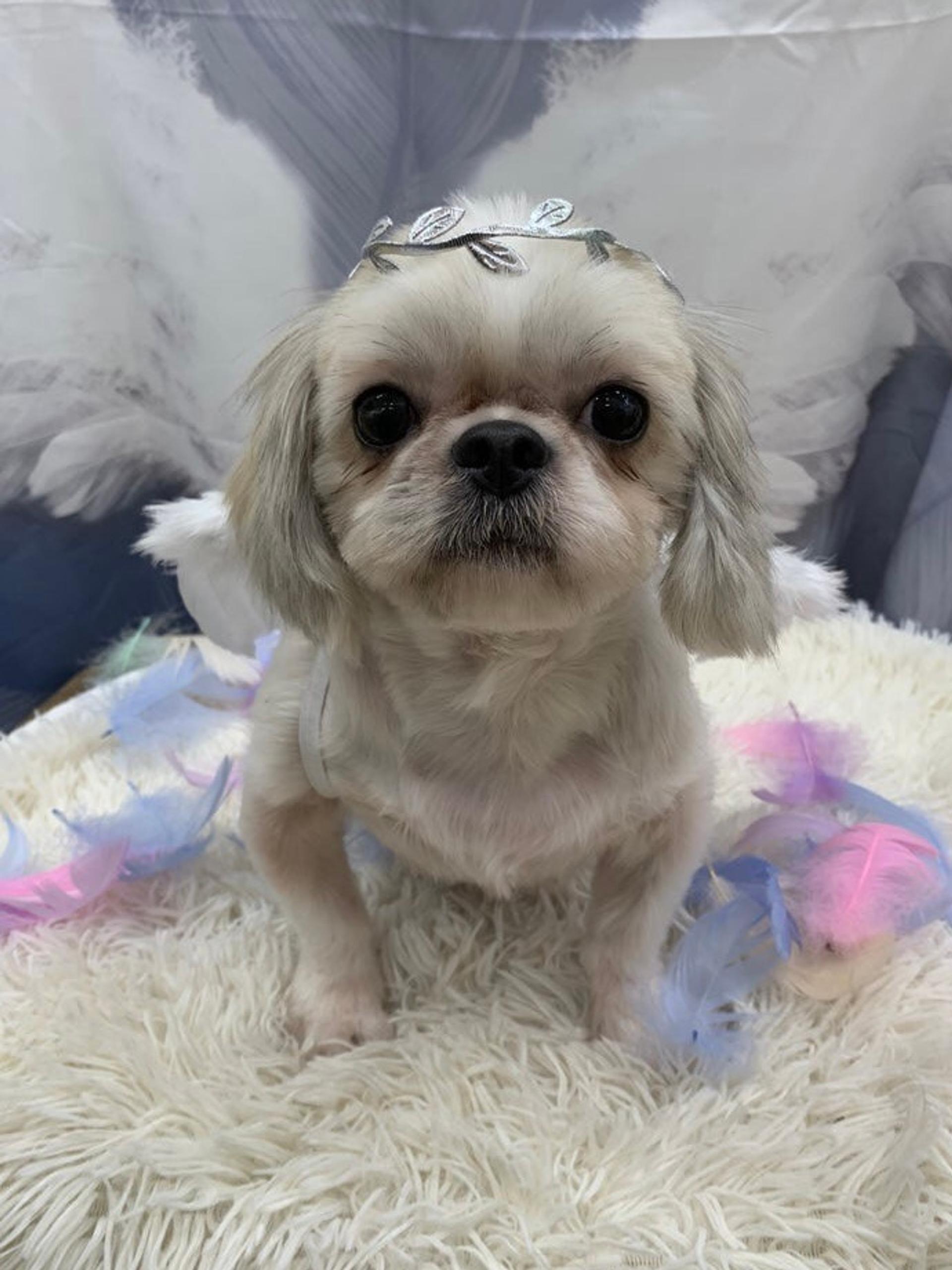 pet-image-5