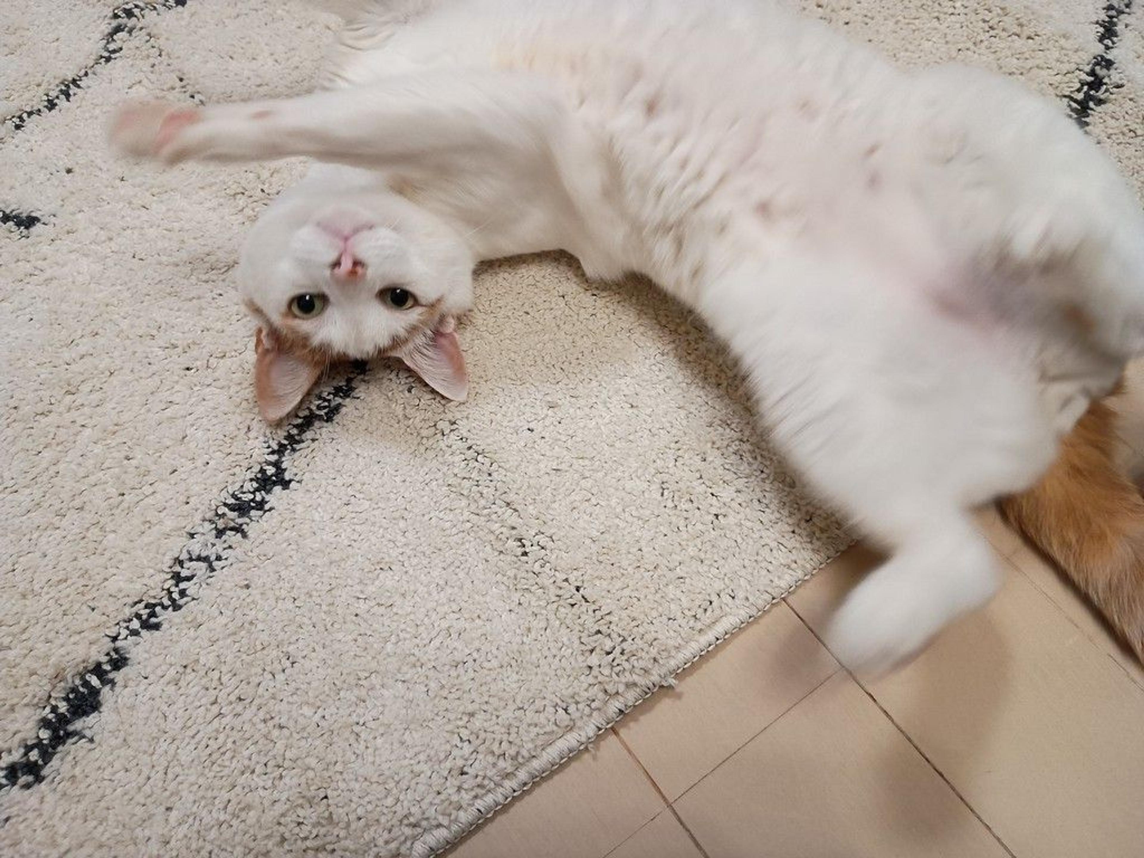 pet-image-2
