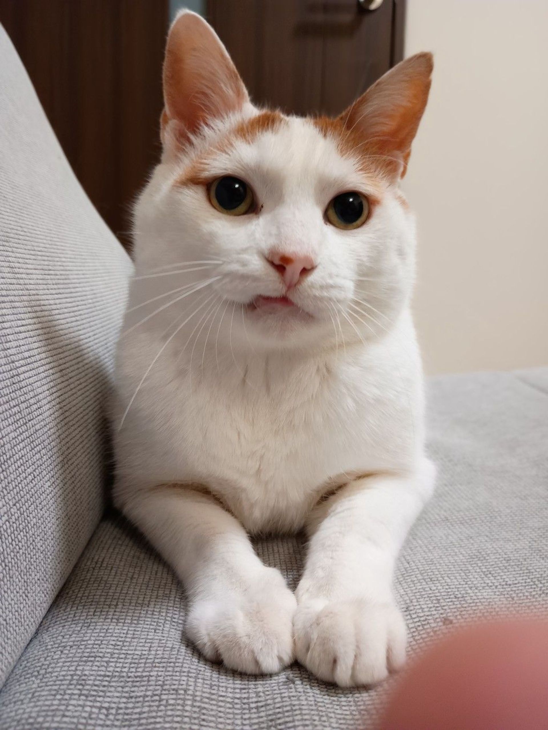 雑種（ミックス猫）・オスの里親募集の写真
