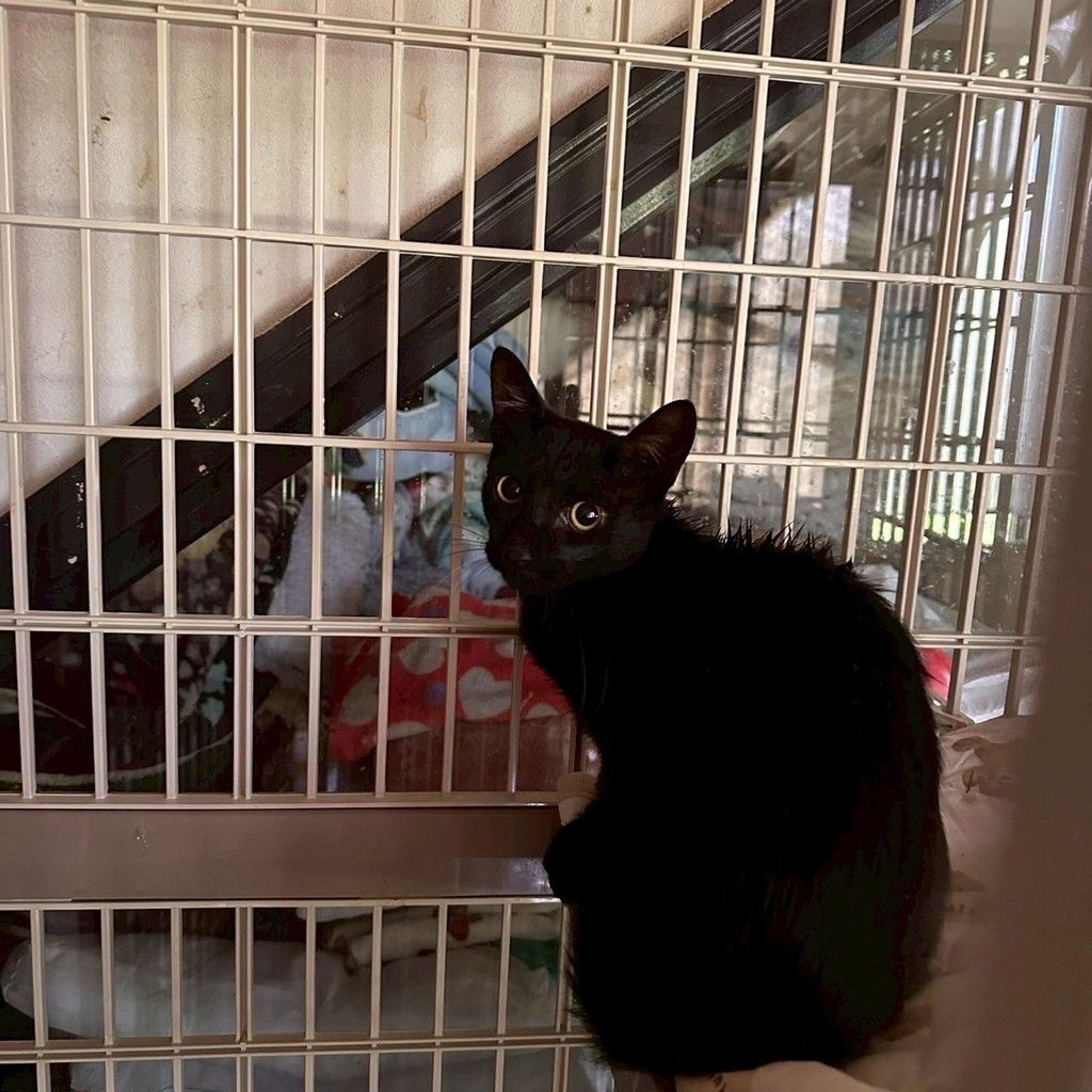 雑種（ミックス猫）・オスの里親募集の写真