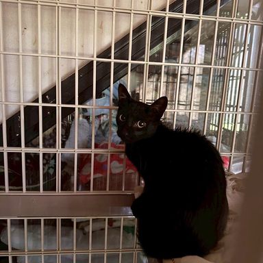雑種（ミックス猫）・オスの里親募集の写真