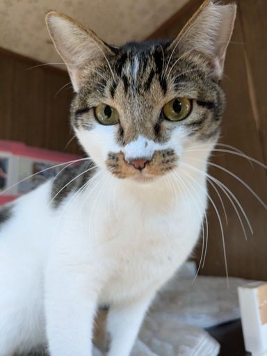 雑種（ミックス猫）・メスの里親募集の写真