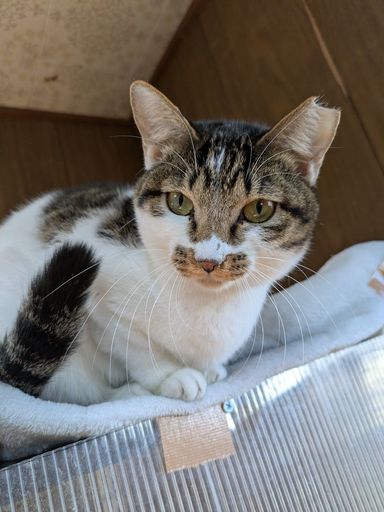 雑種（ミックス猫）・メスの里親募集の写真