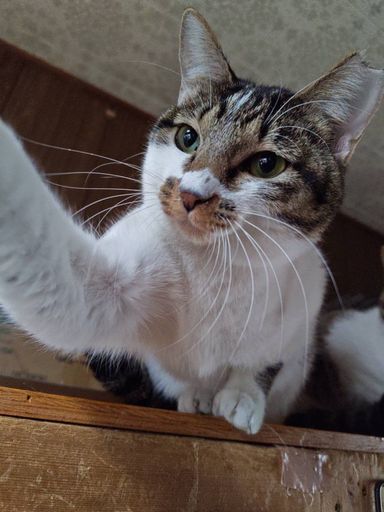 雑種（ミックス猫）・メスの里親募集の写真