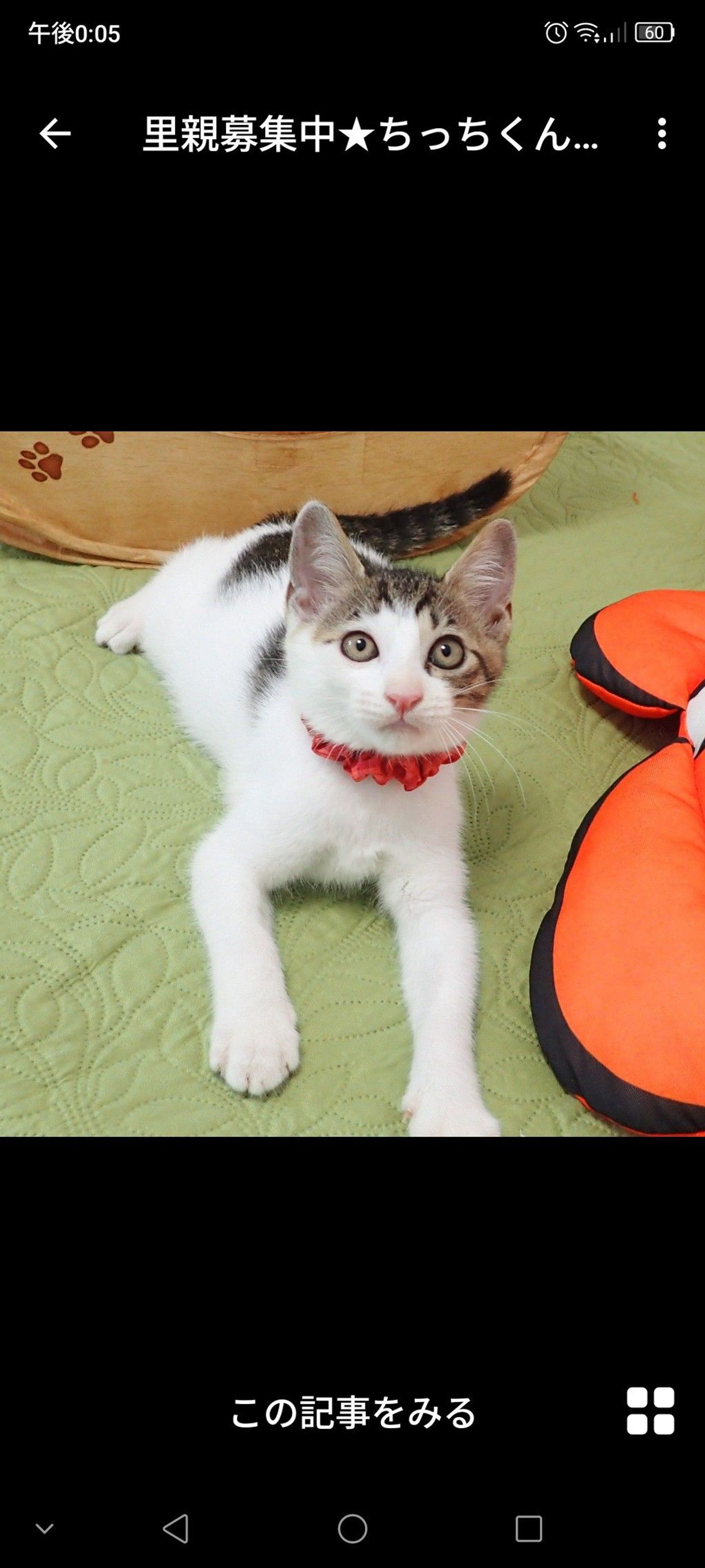 雑種（ミックス猫）・オスの里親募集の写真
