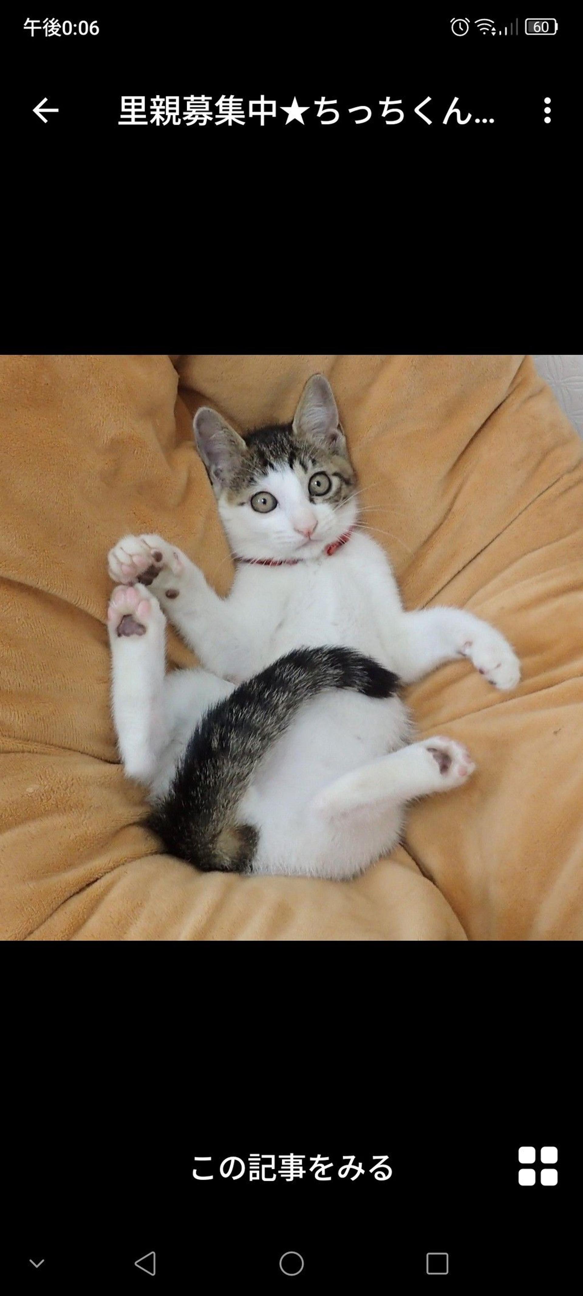 pet-image-3