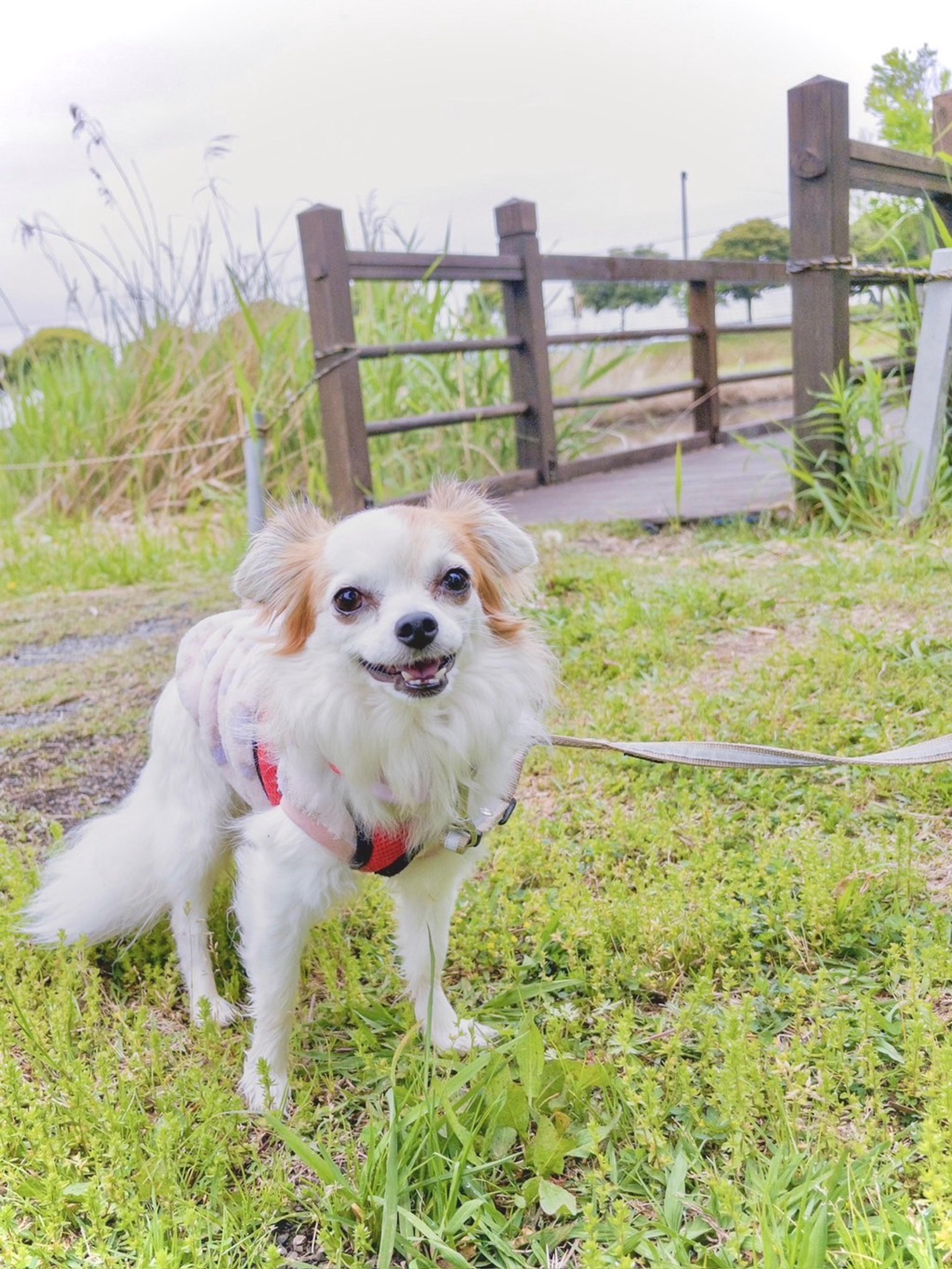 pet-image-2
