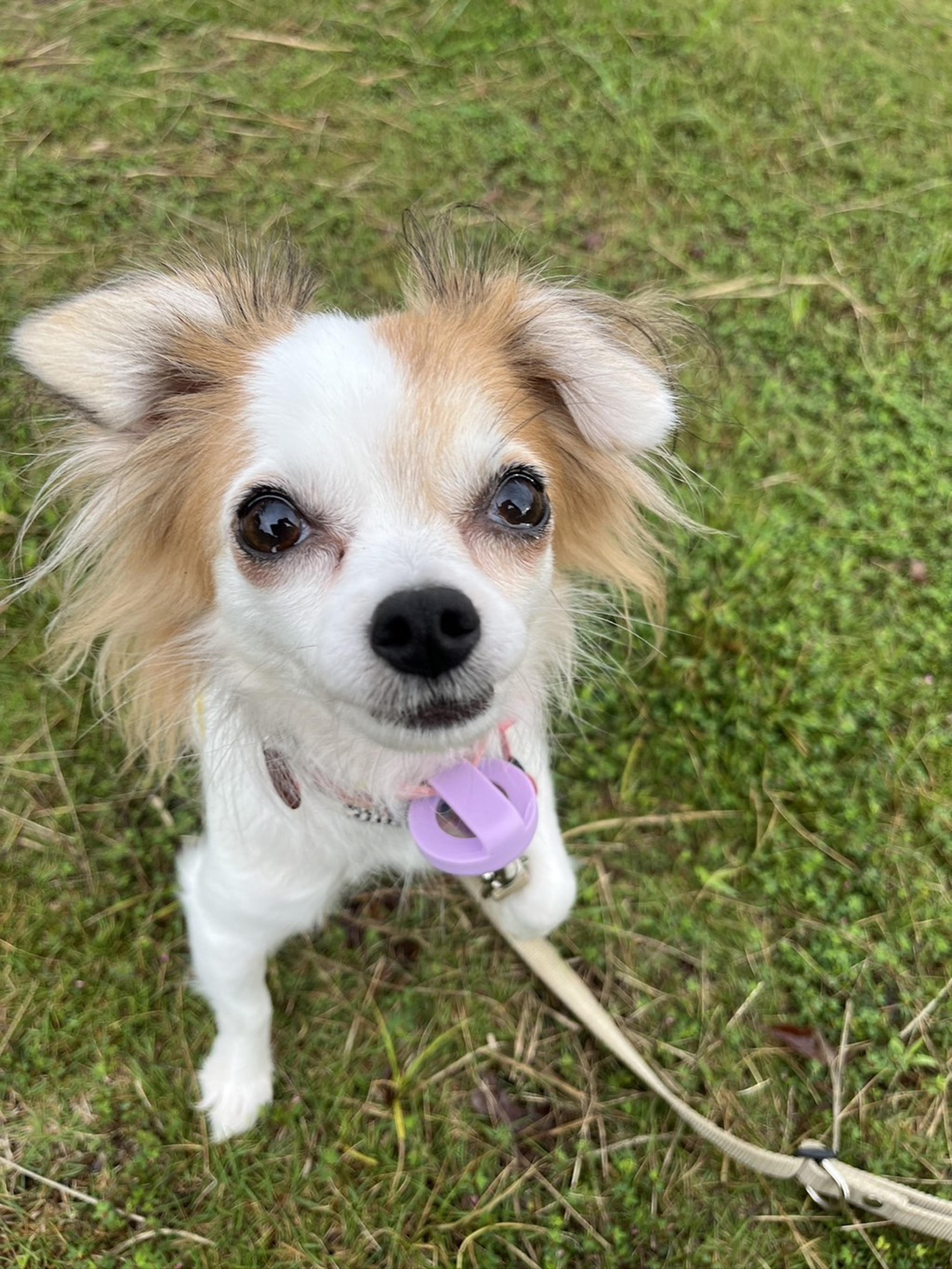 pet-image-4