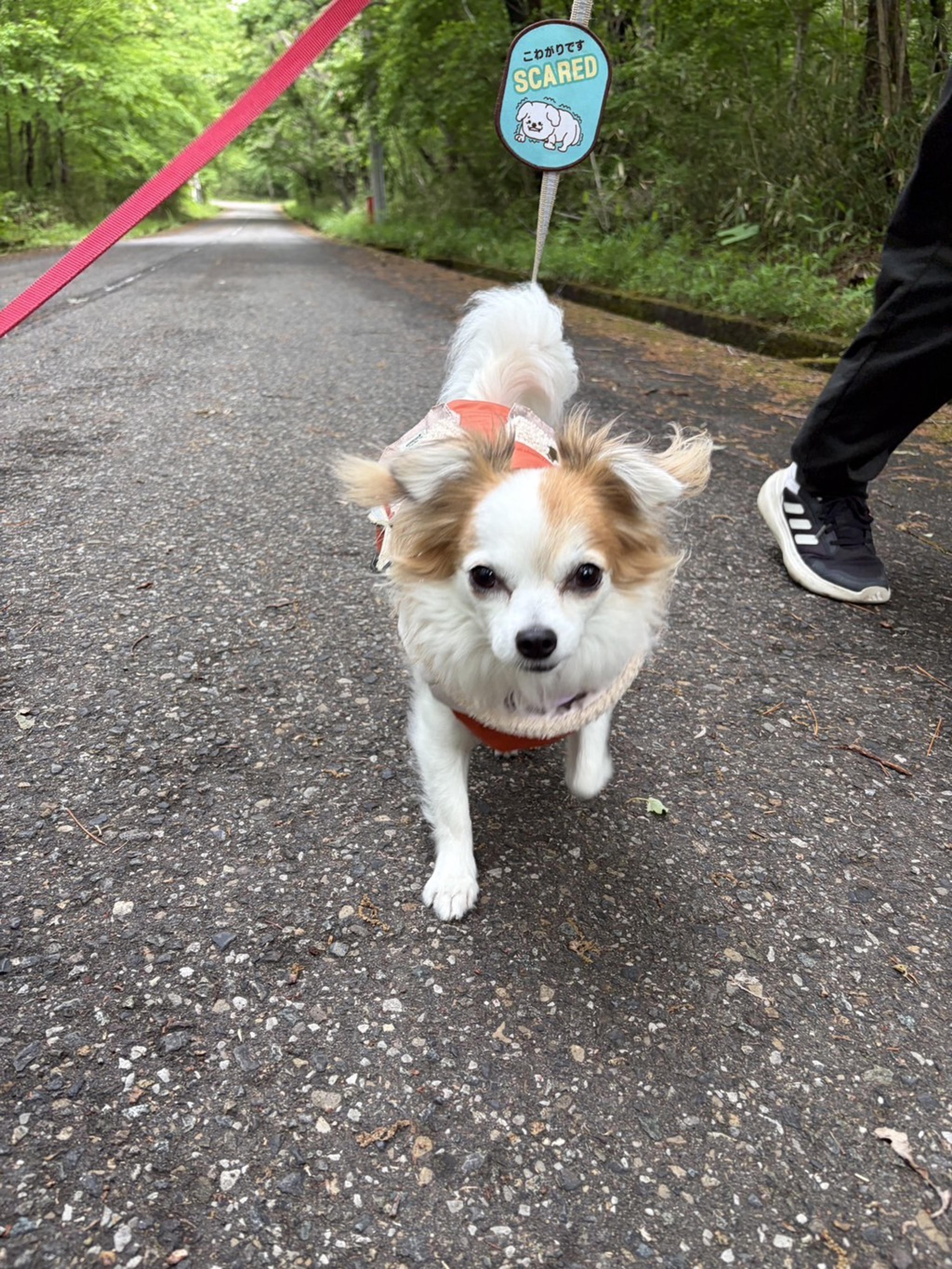 pet-image-5