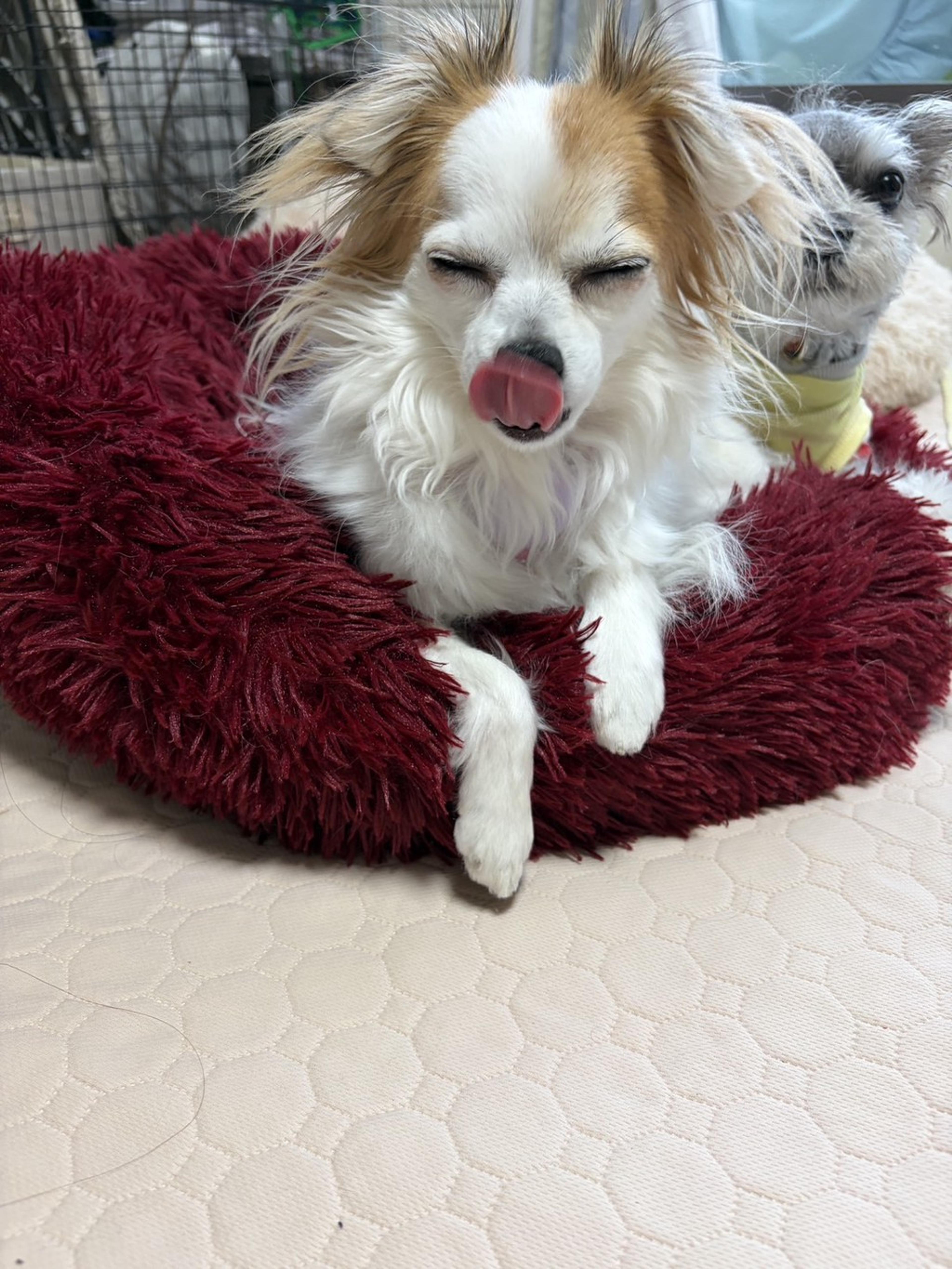 pet-image-7