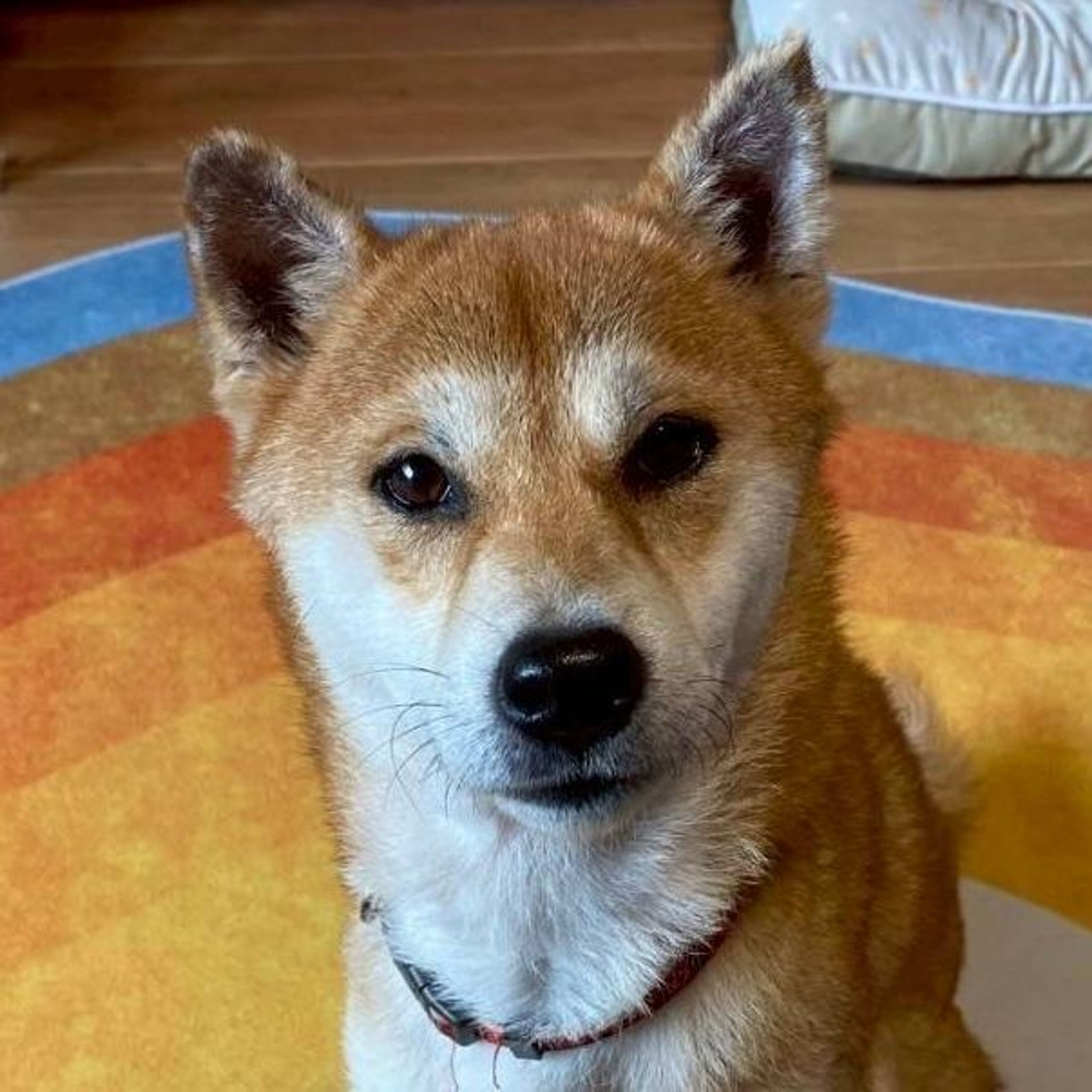 柴犬・メスの里親募集の写真