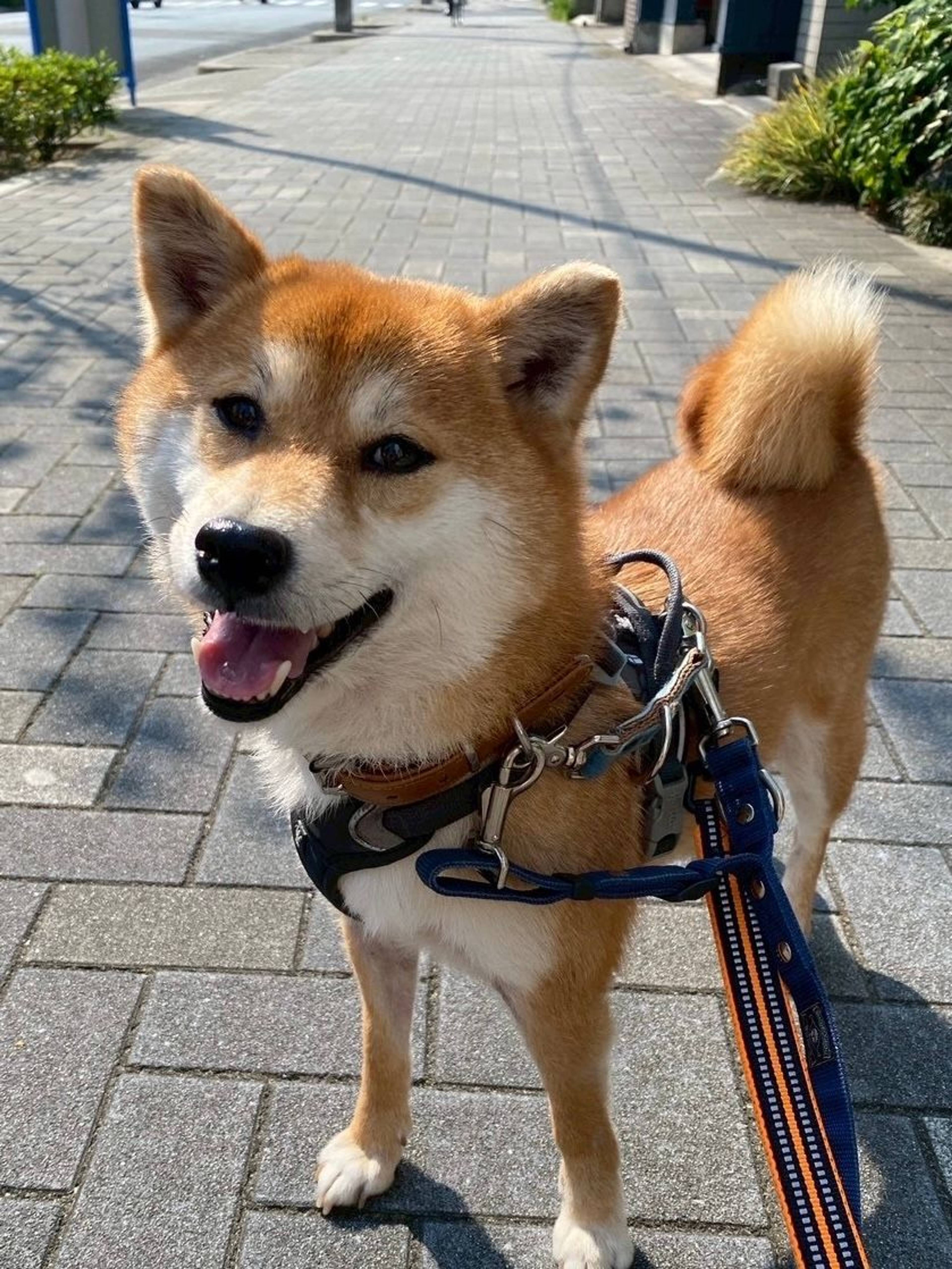 柴犬・メスの里親募集の写真