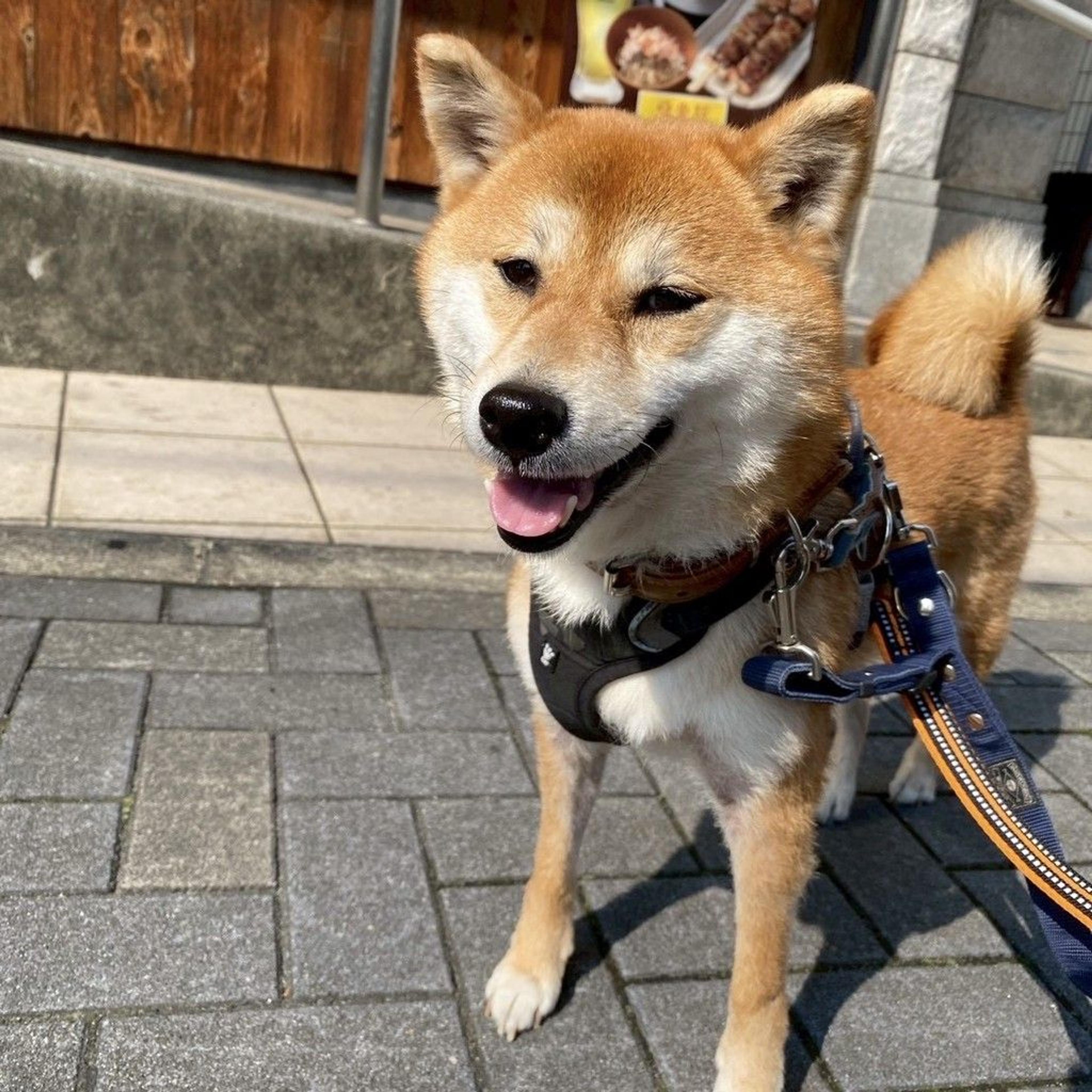 pet-image-6
