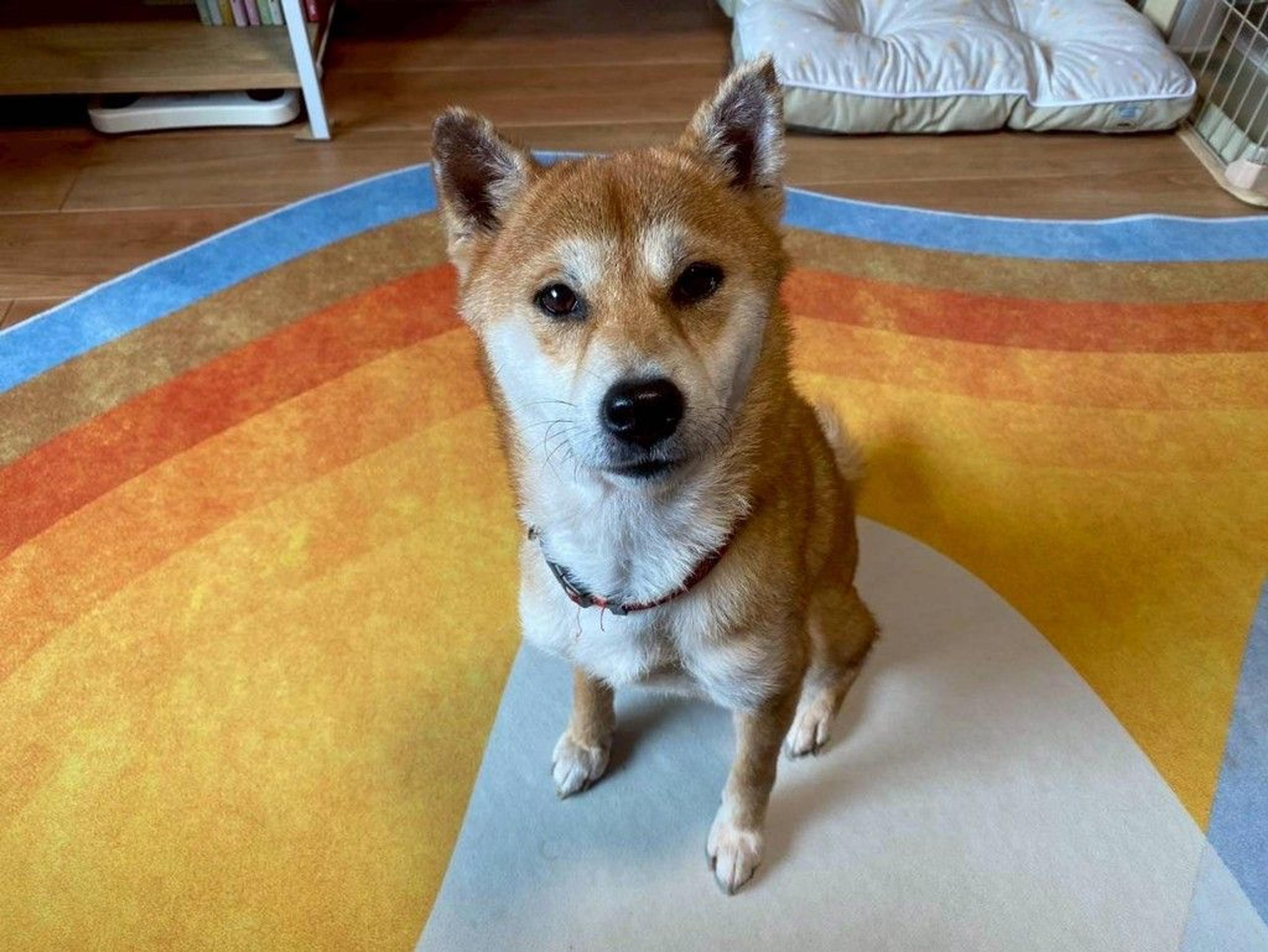 pet-image-8