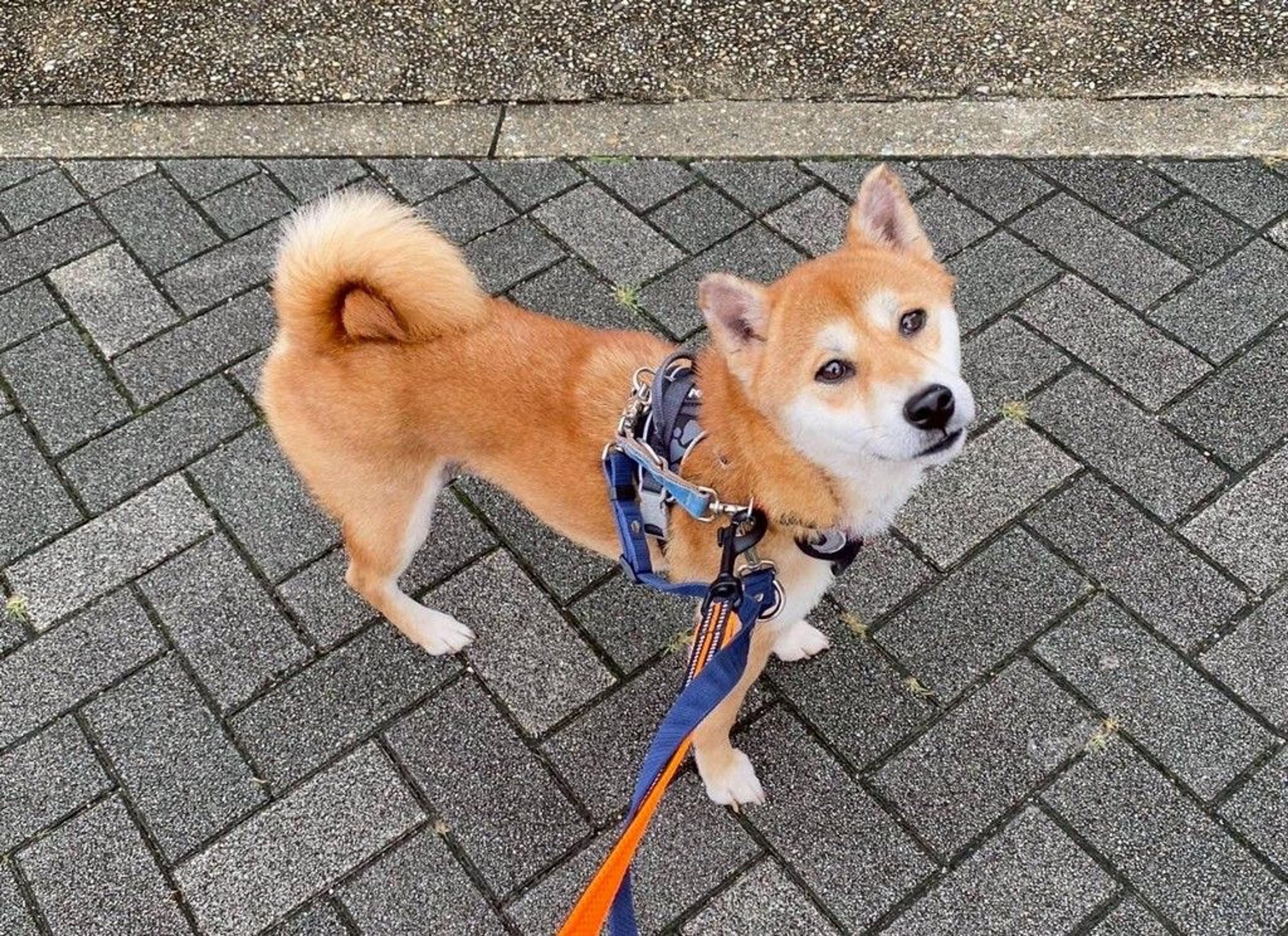 pet-image-9