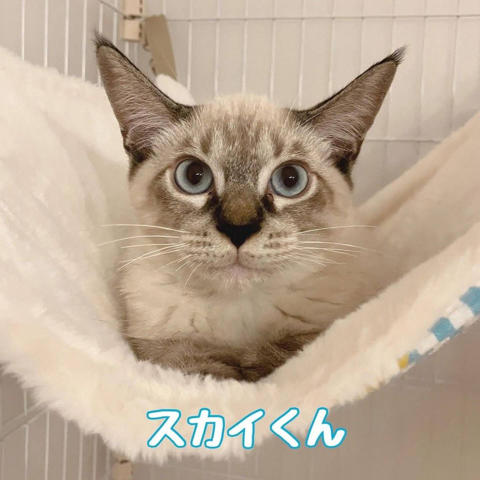 雑種（ミックス猫）・オスの里親募集の写真