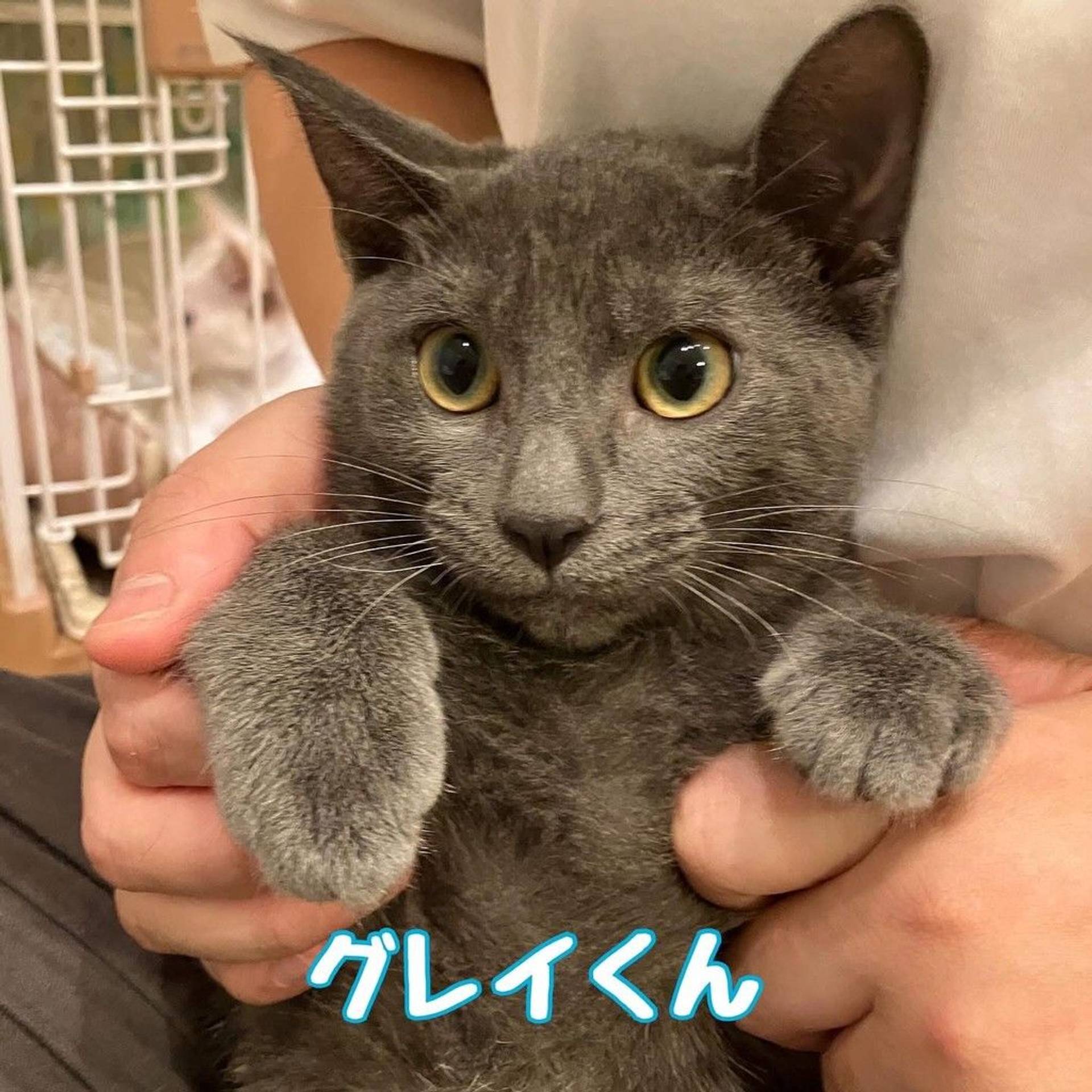 雑種（ミックス猫）・オスの里親募集の写真