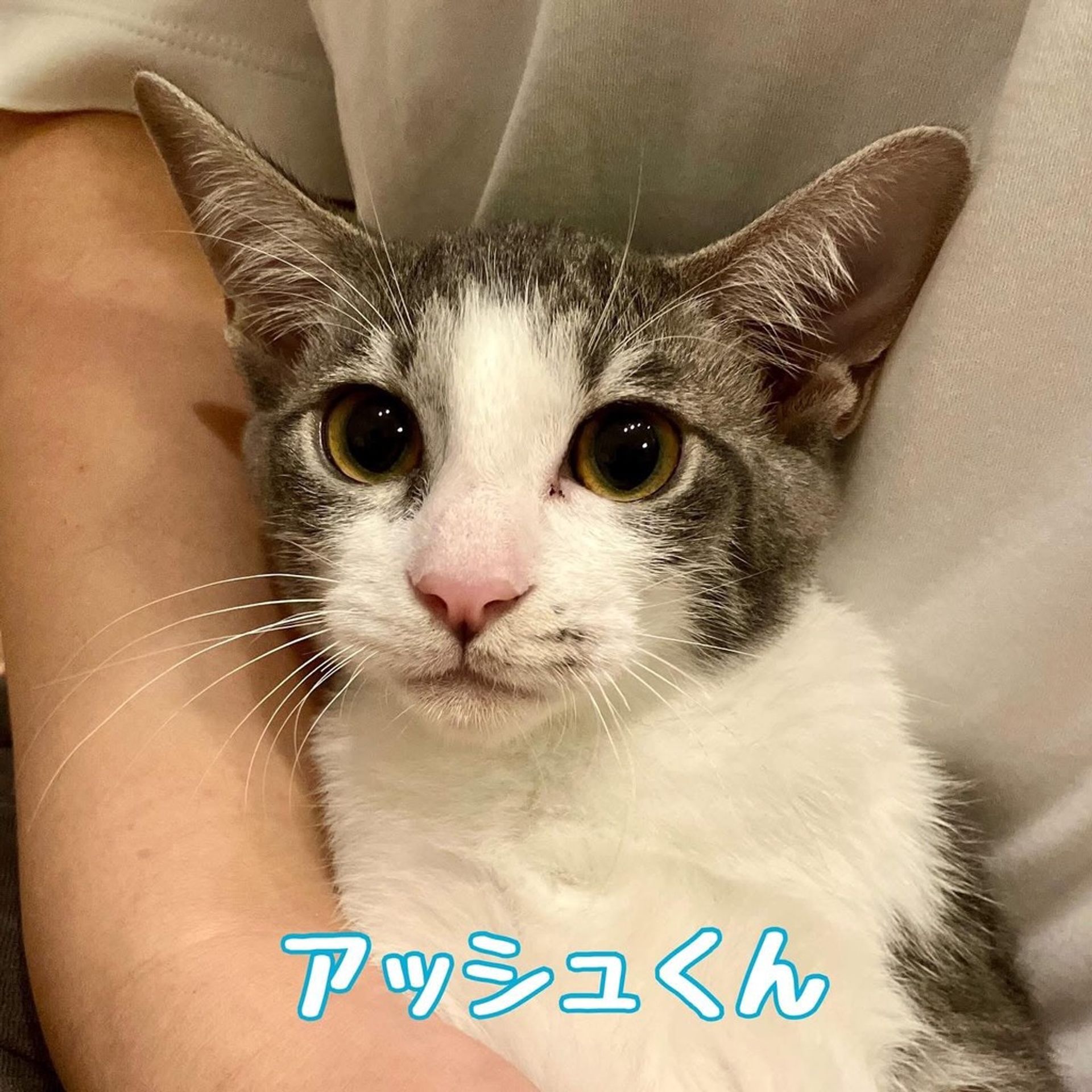 雑種（ミックス猫）・オスの里親募集の写真
