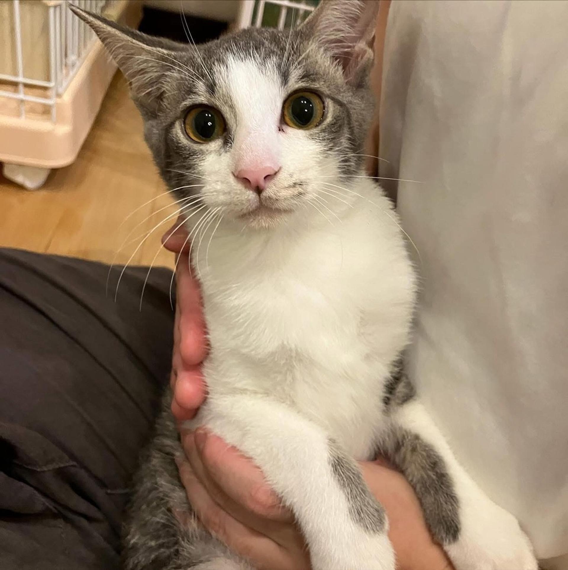 pet-image-2