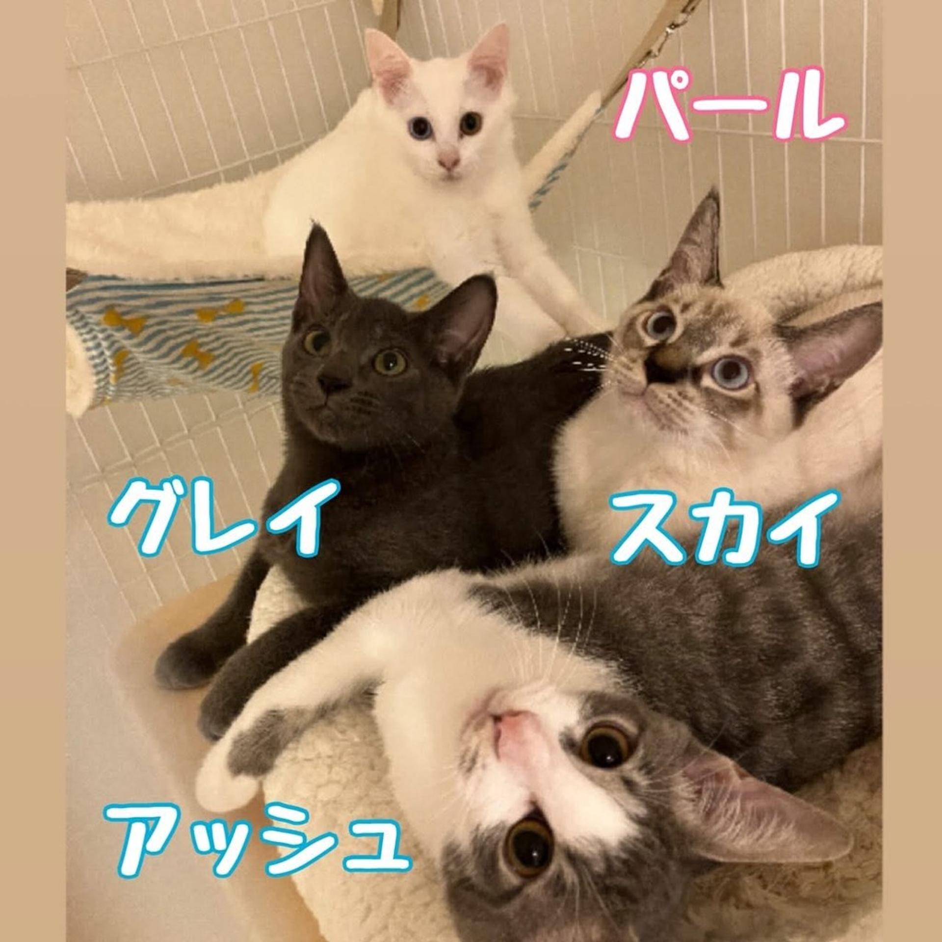 pet-image-5