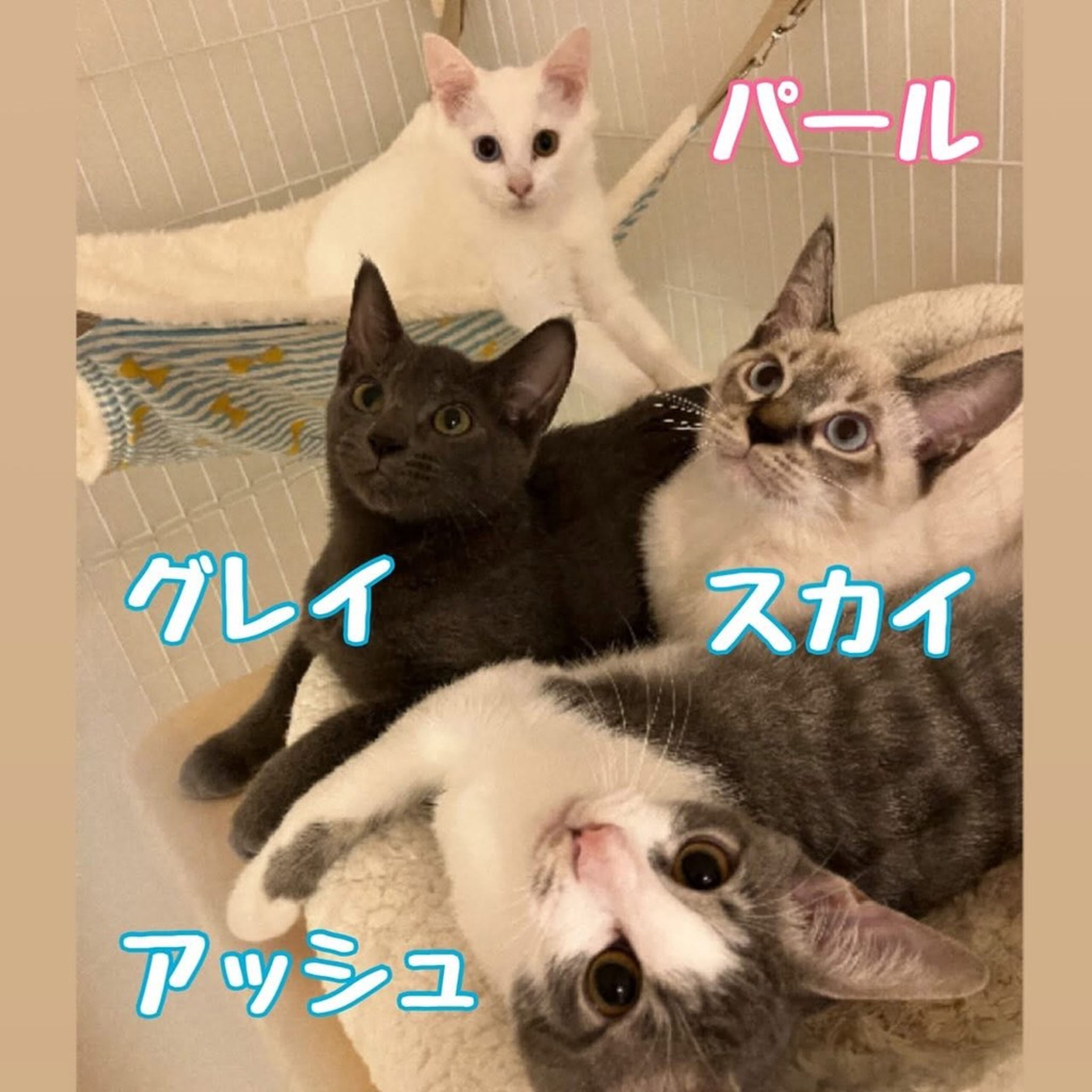 image-4