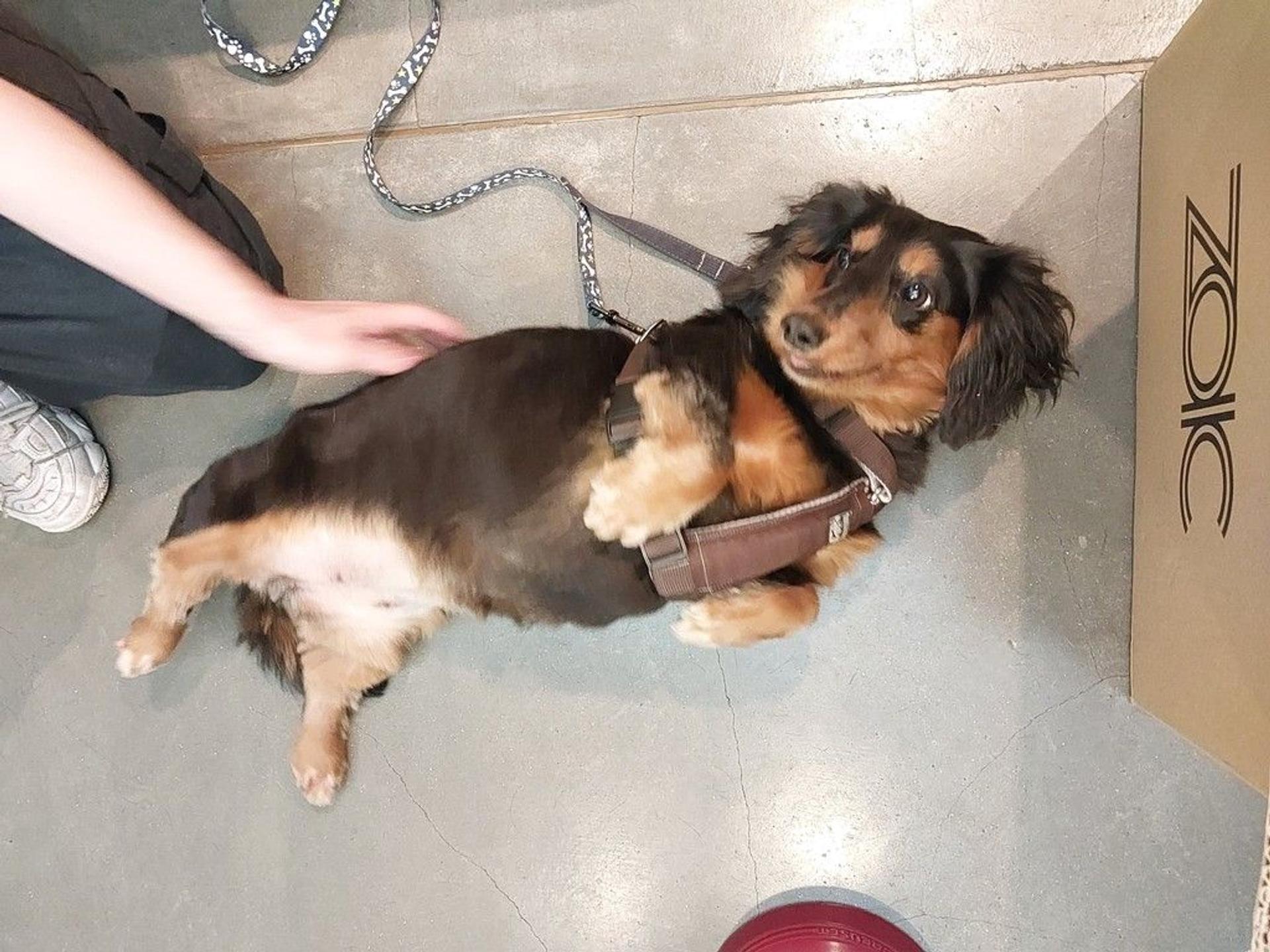 pet-image-3