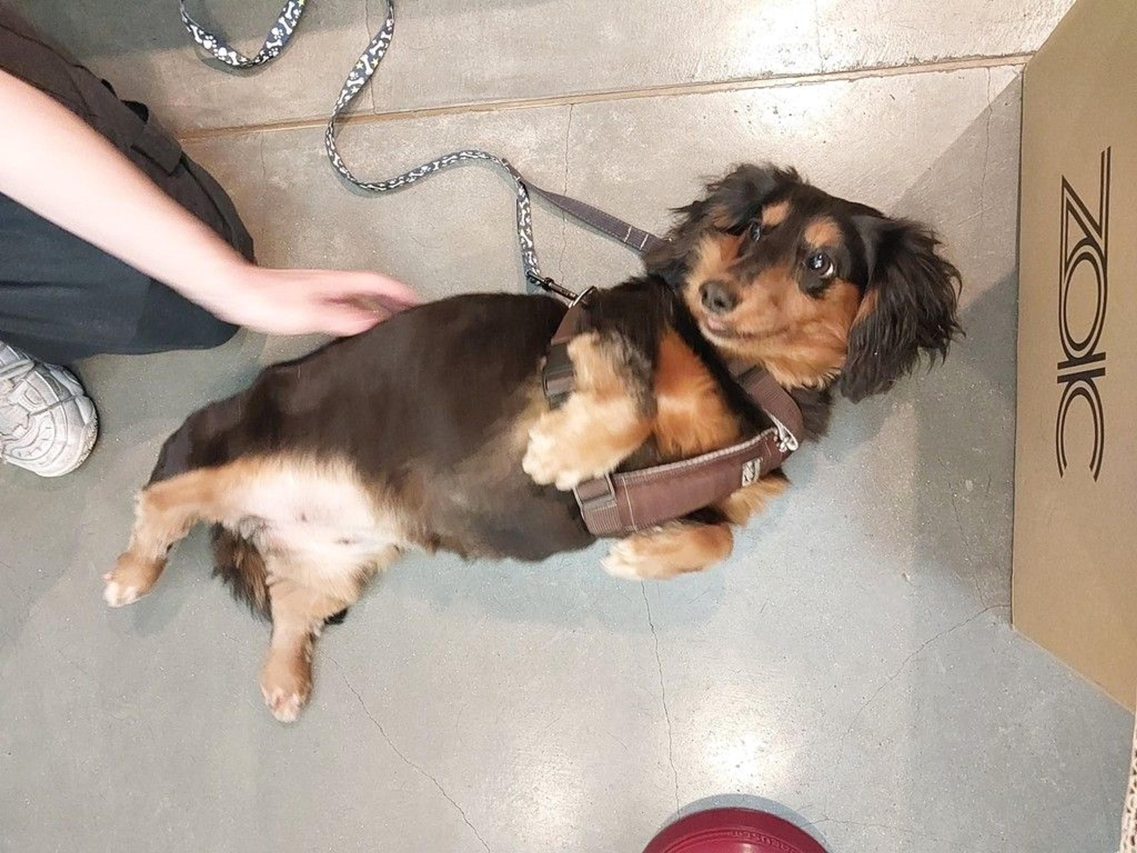 pet-image-3