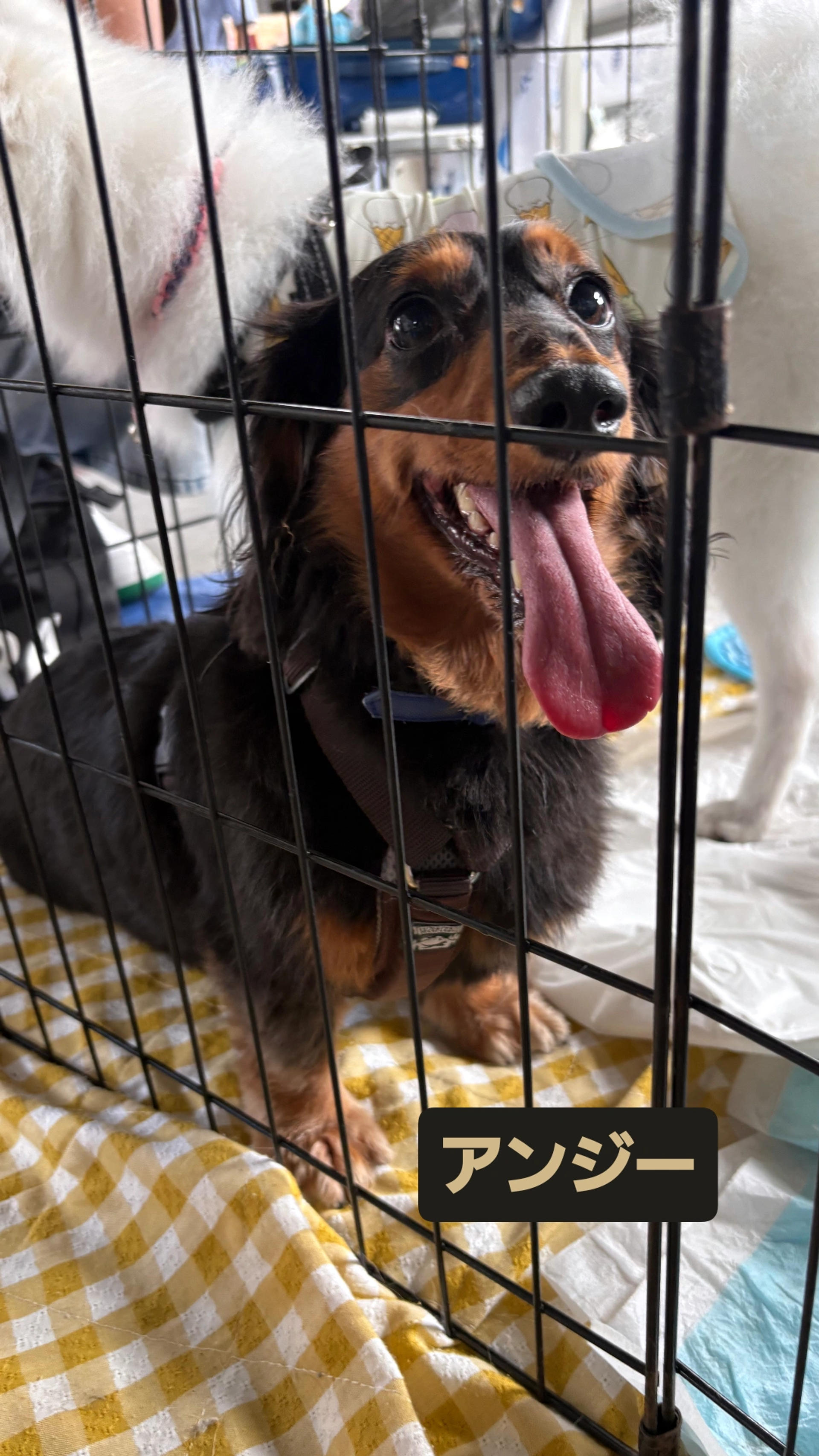 pet-image-4