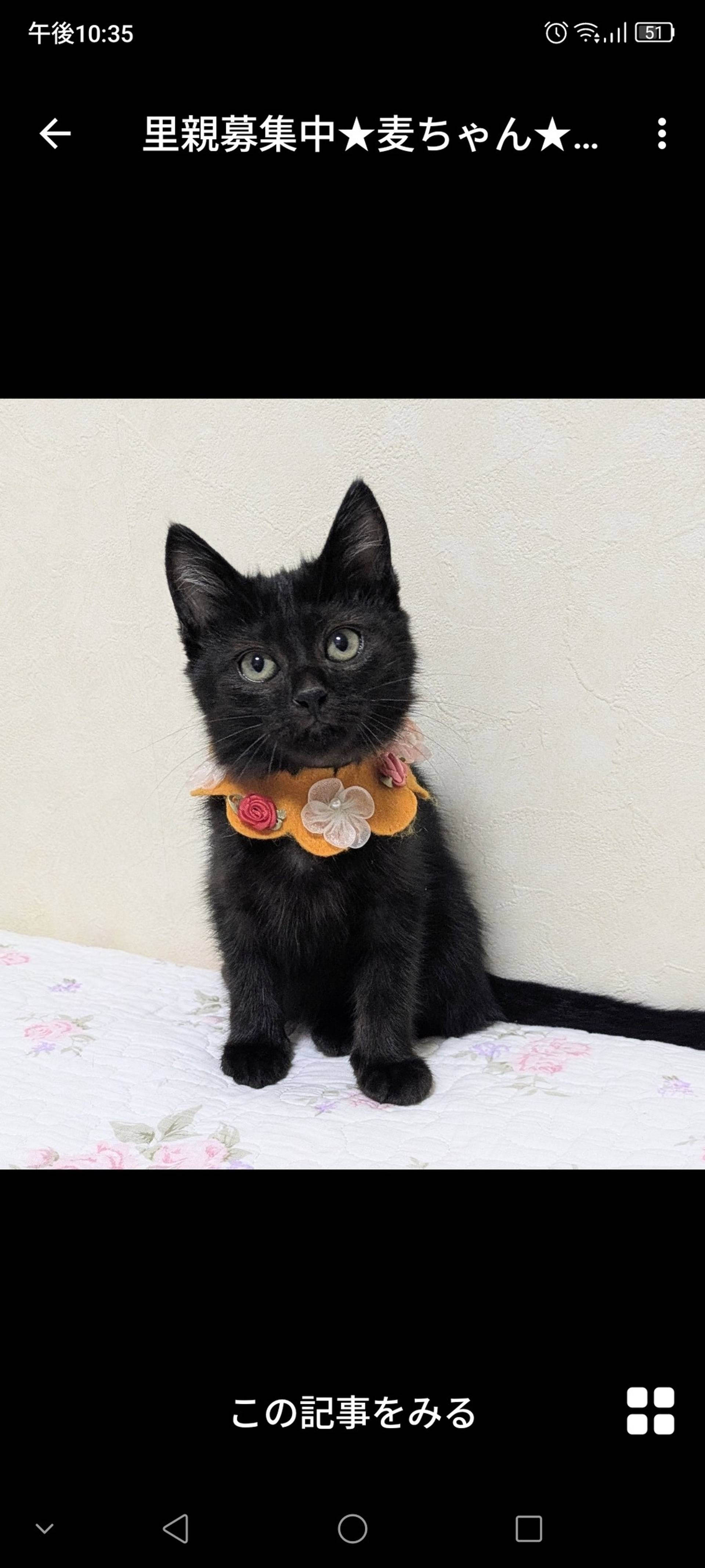 雑種（ミックス猫）・メスの里親募集の写真