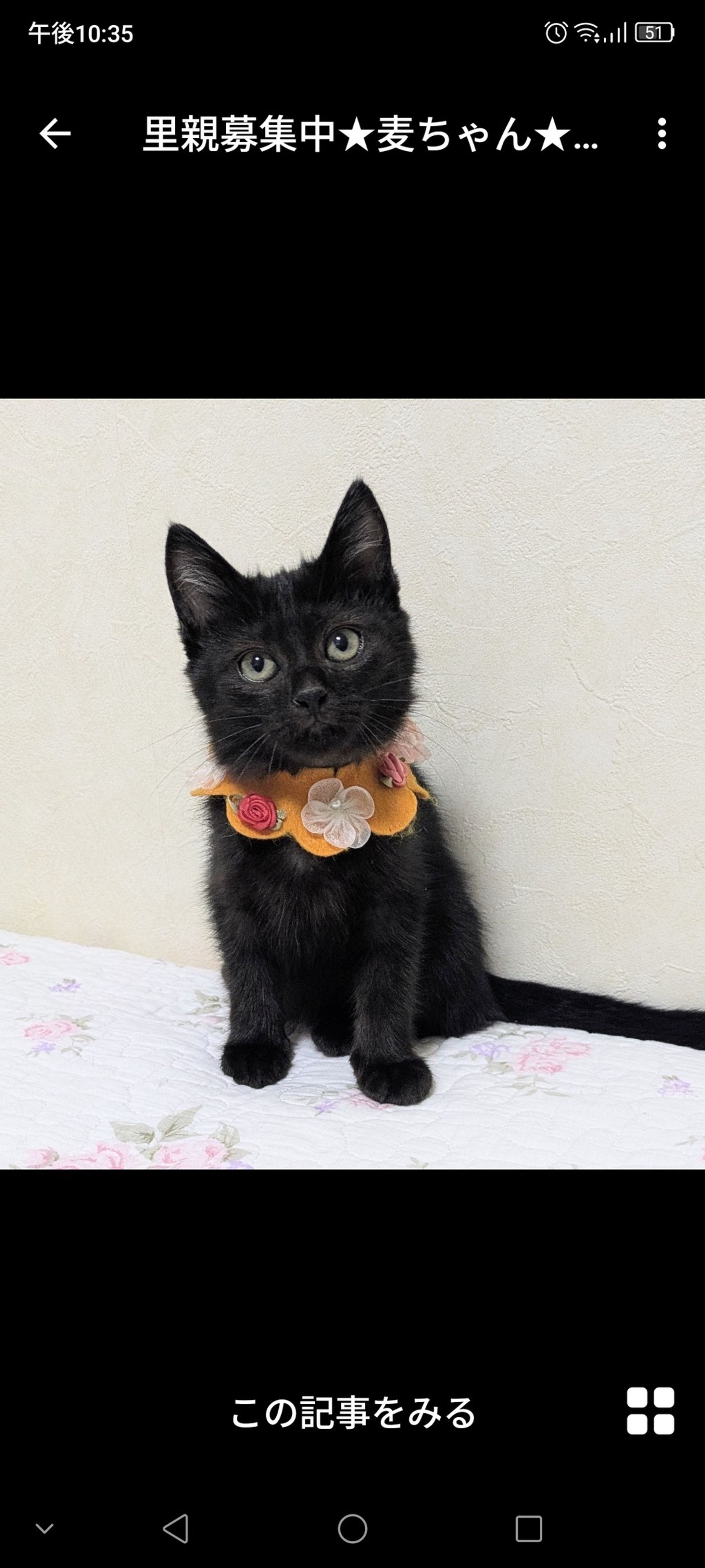 雑種（ミックス猫）・メスの里親募集の写真