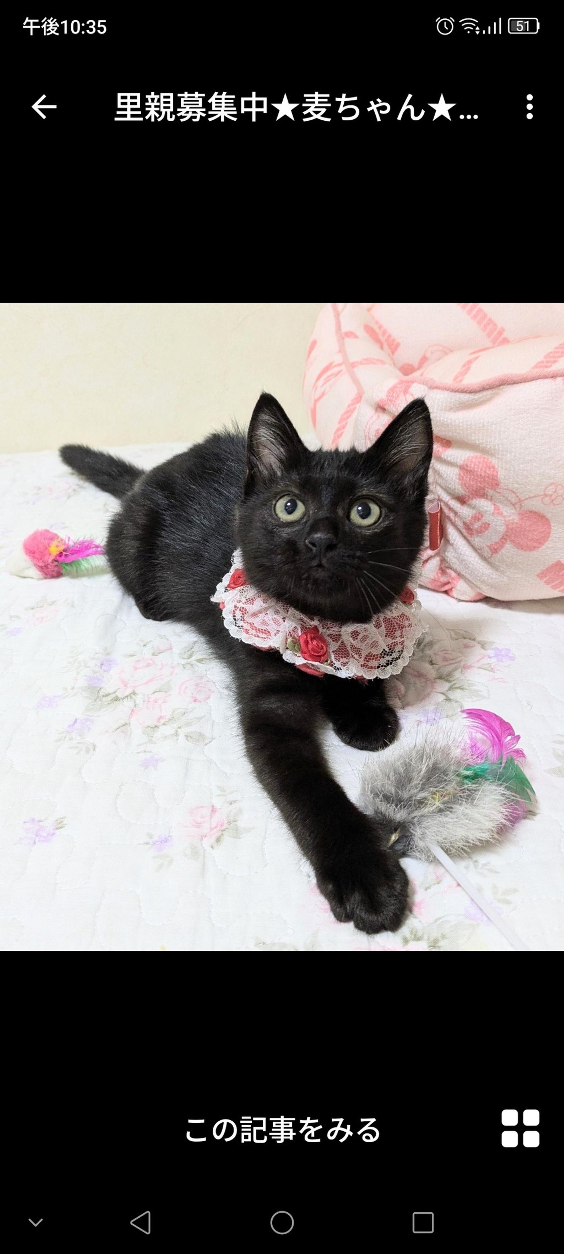 pet-image-3