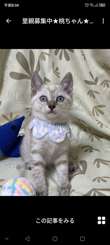 桃ちゃん