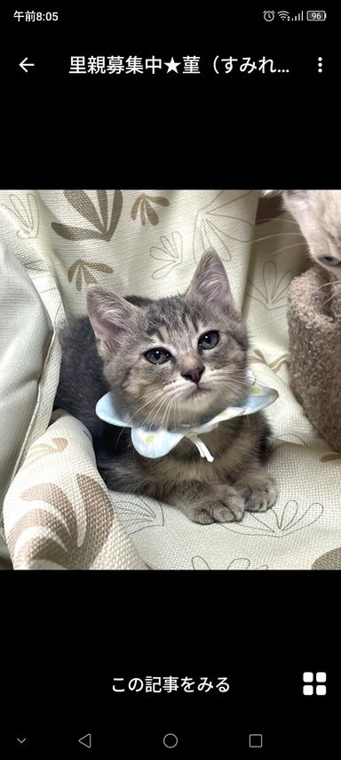 すみれちゃん