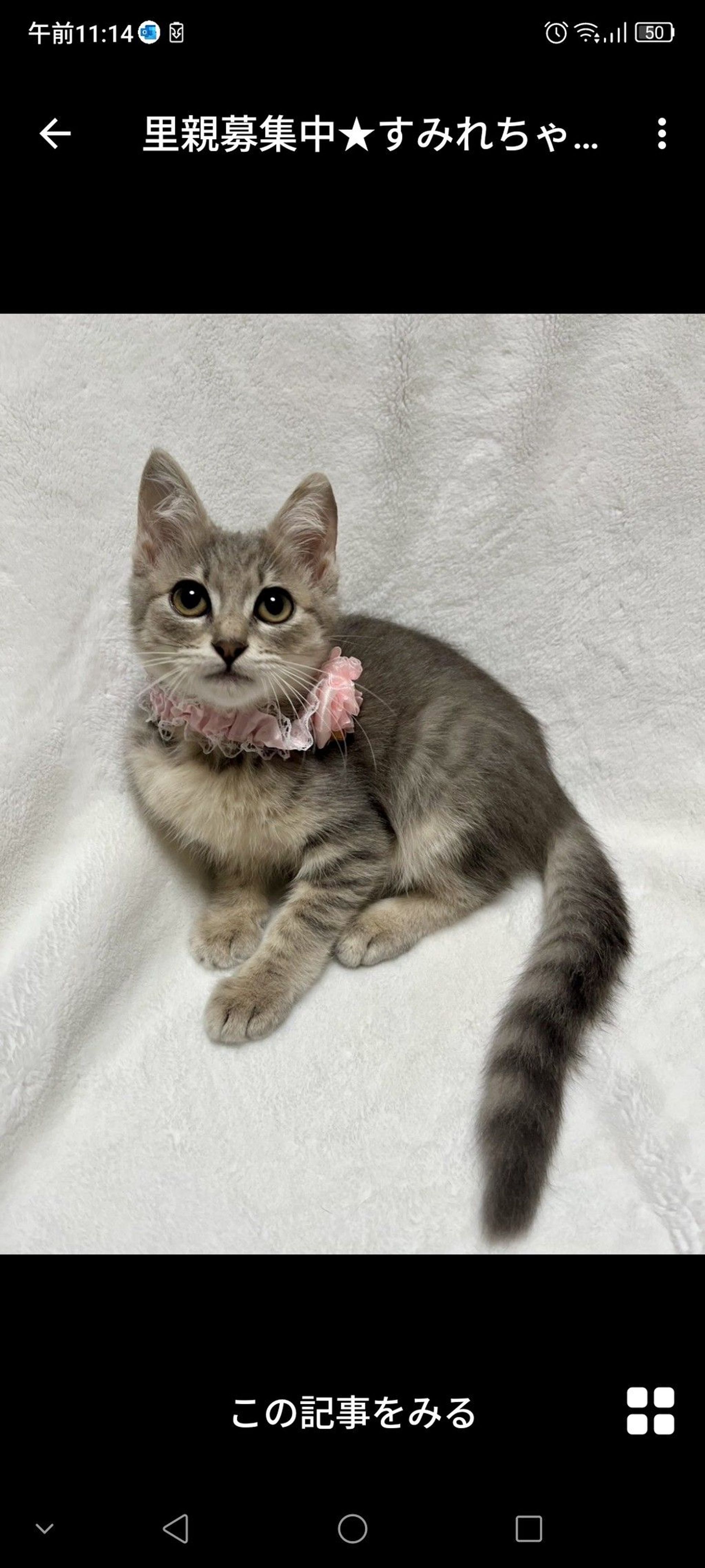 雑種（ミックス猫）・メスの里親募集の写真