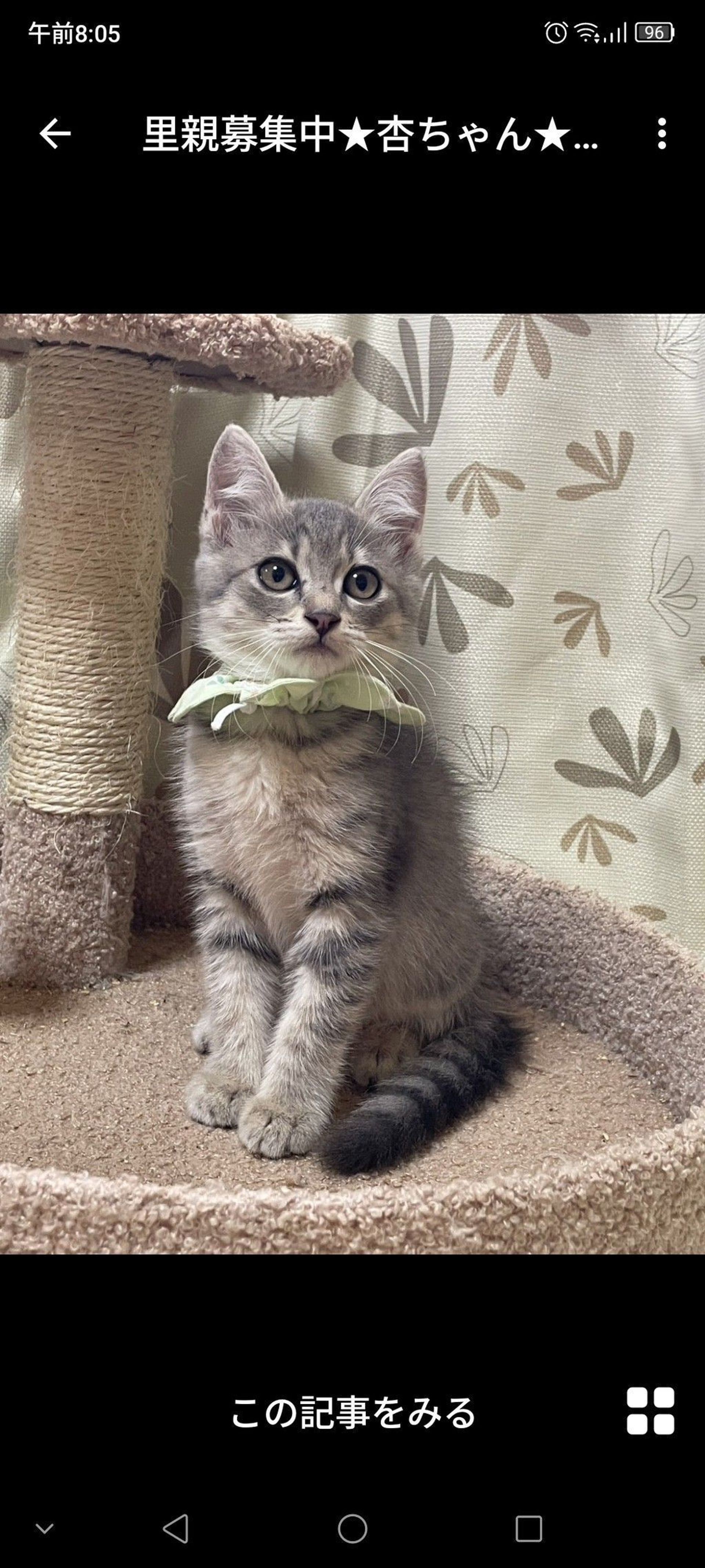 雑種（ミックス猫）・メスの里親募集の写真