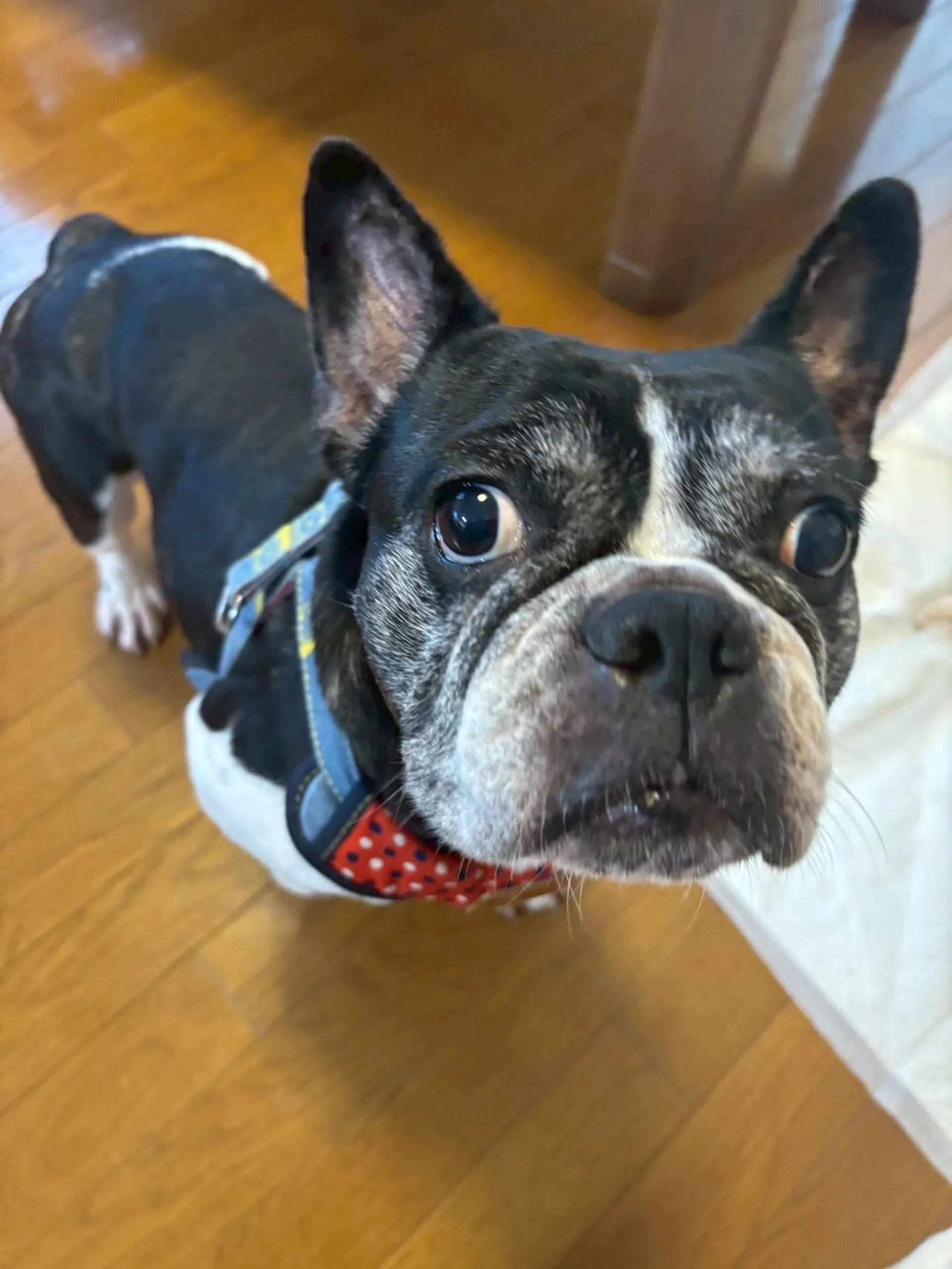 pet-image-6