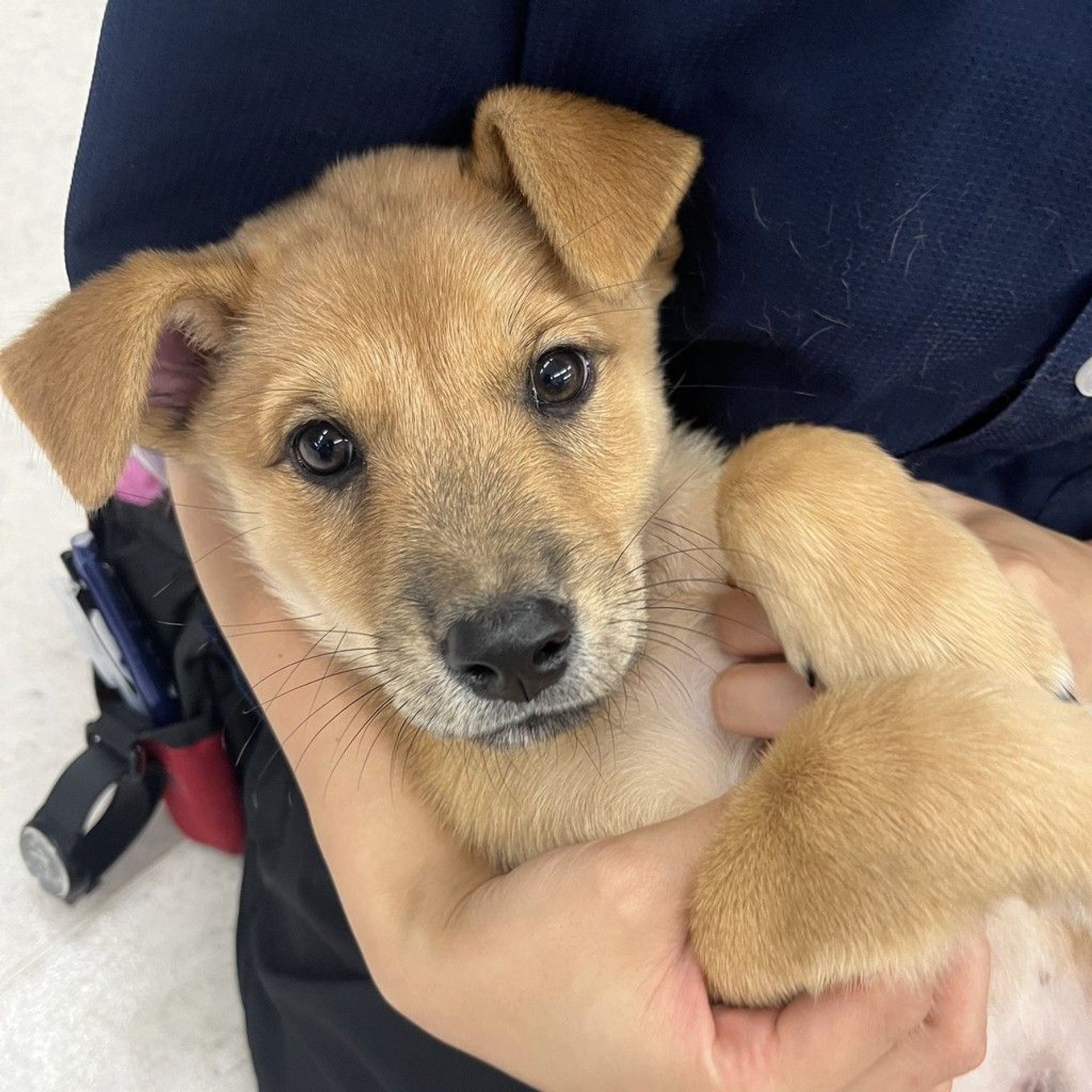 雑種（ミックス犬）・メスの里親募集の写真