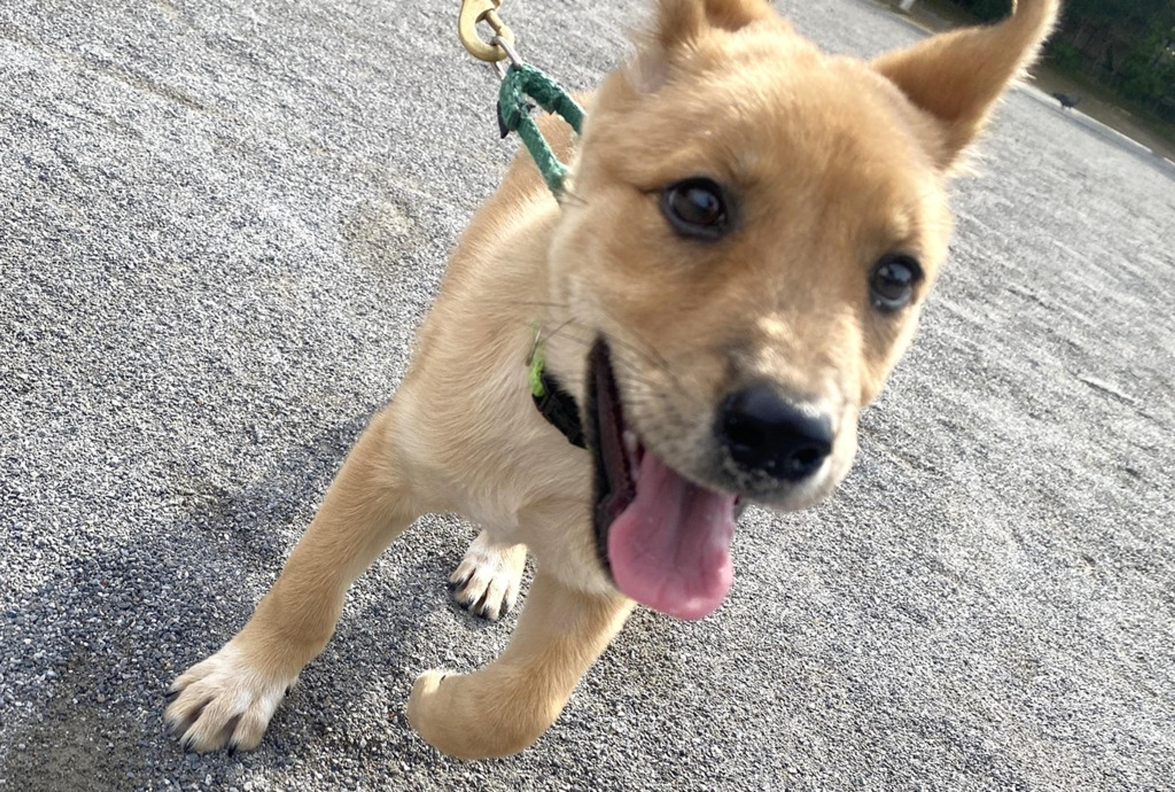 pet-image-4