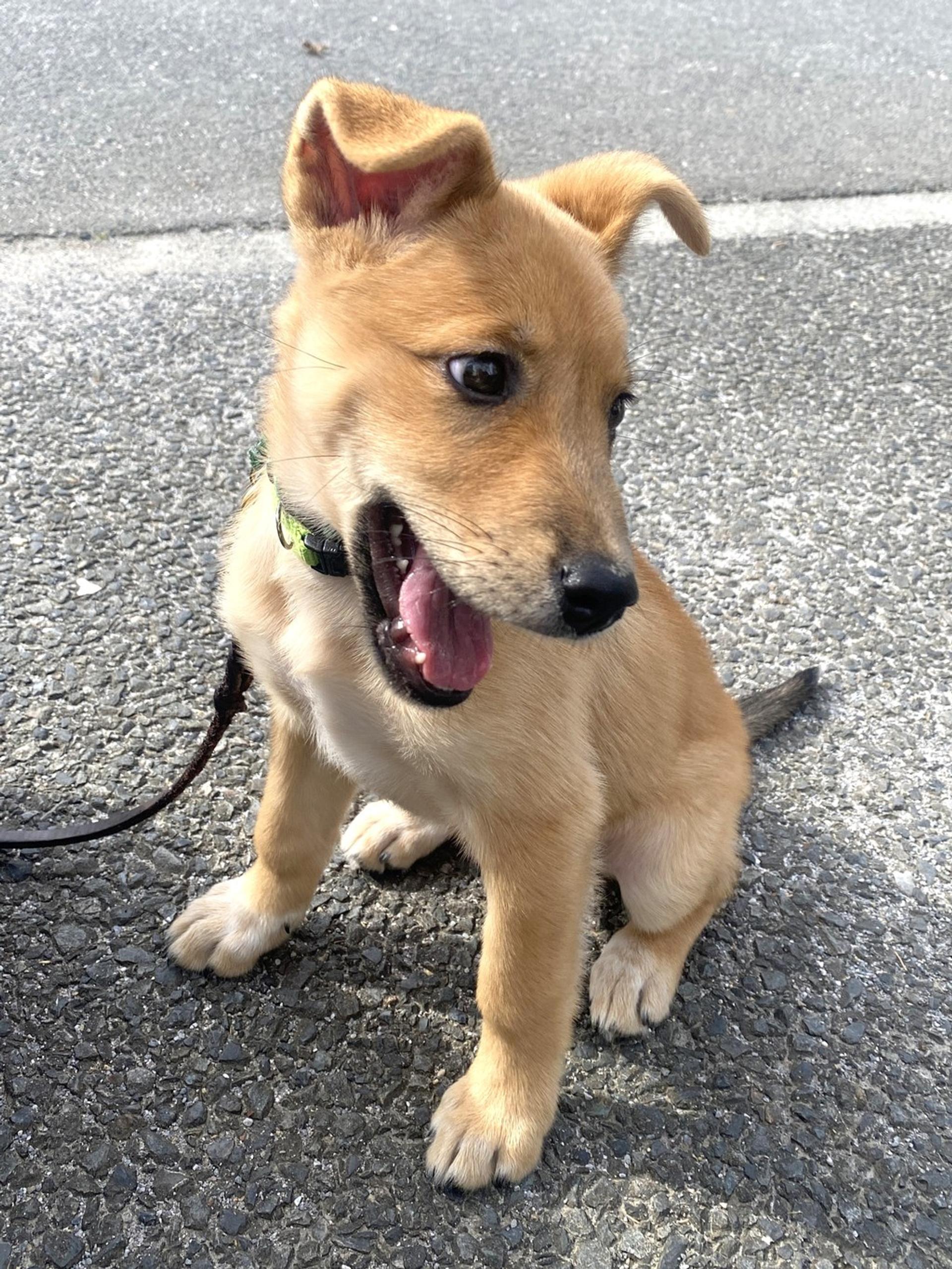 pet-image-5