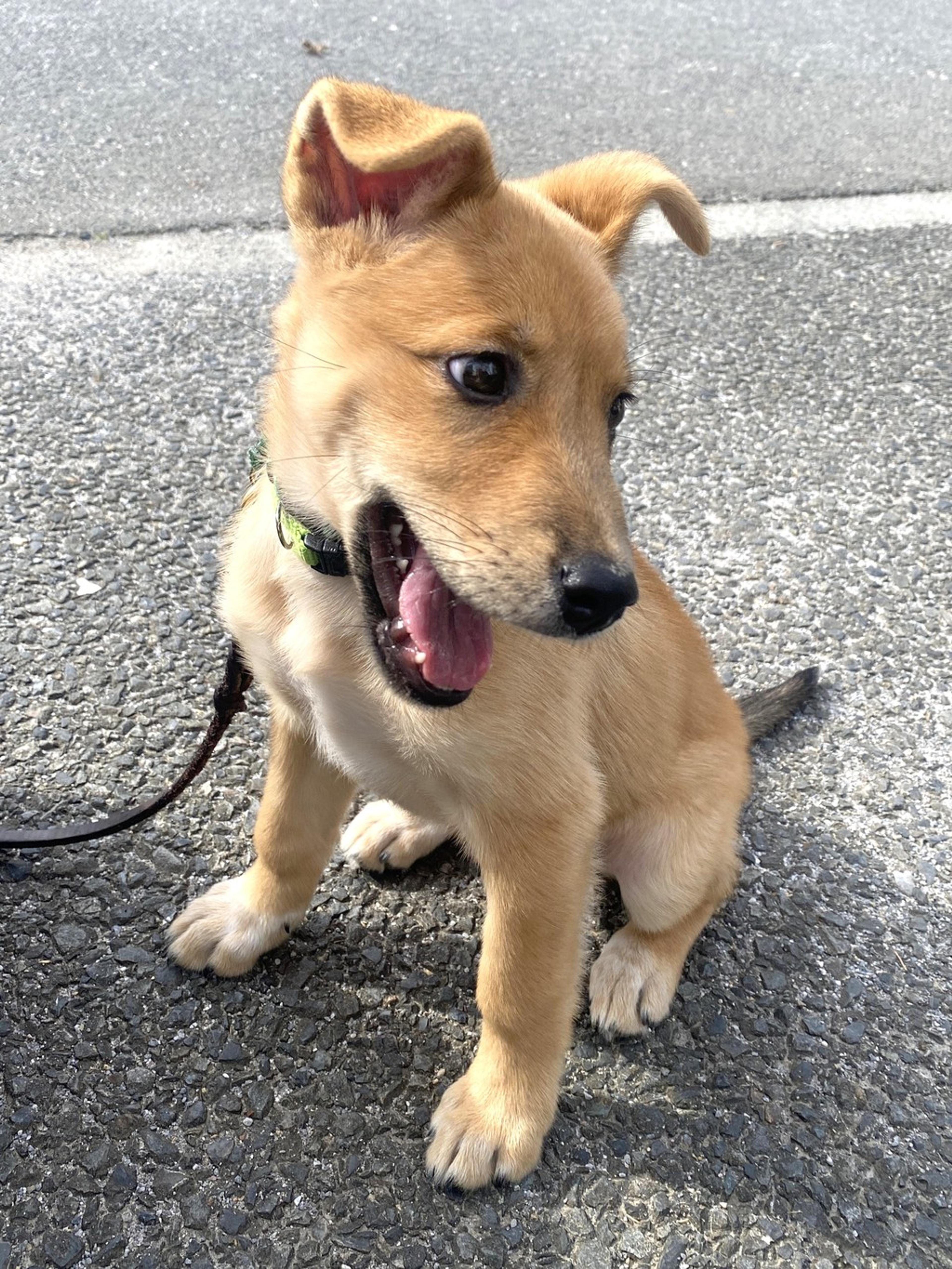 pet-image-5