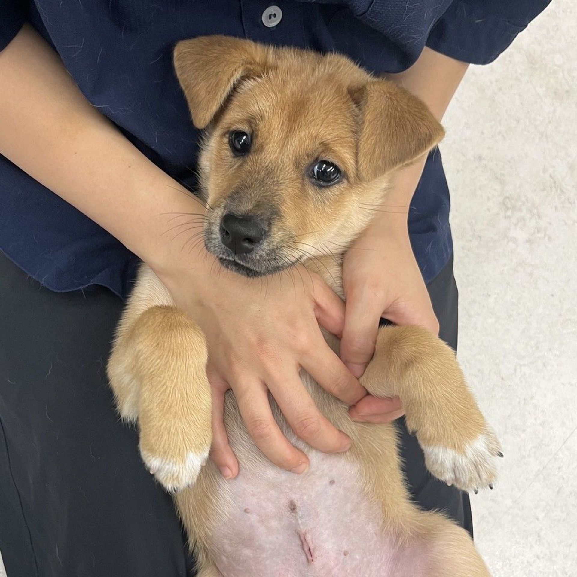 雑種（ミックス犬）・メスの里親募集の写真