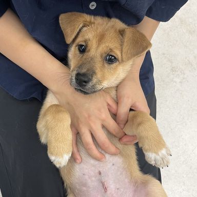 かえで【11/8譲渡会！】　 