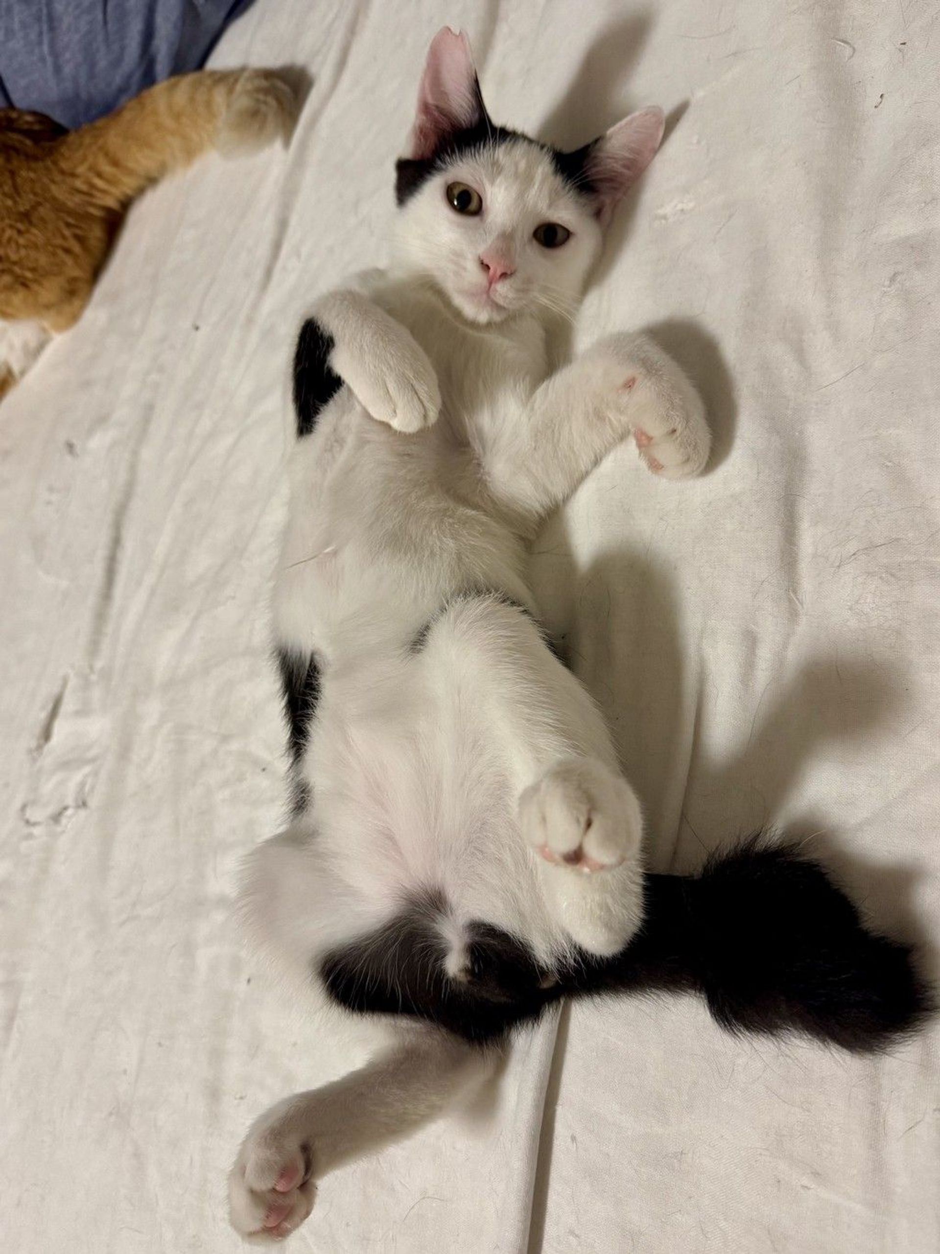 雑種（ミックス猫）・オスの里親募集の写真