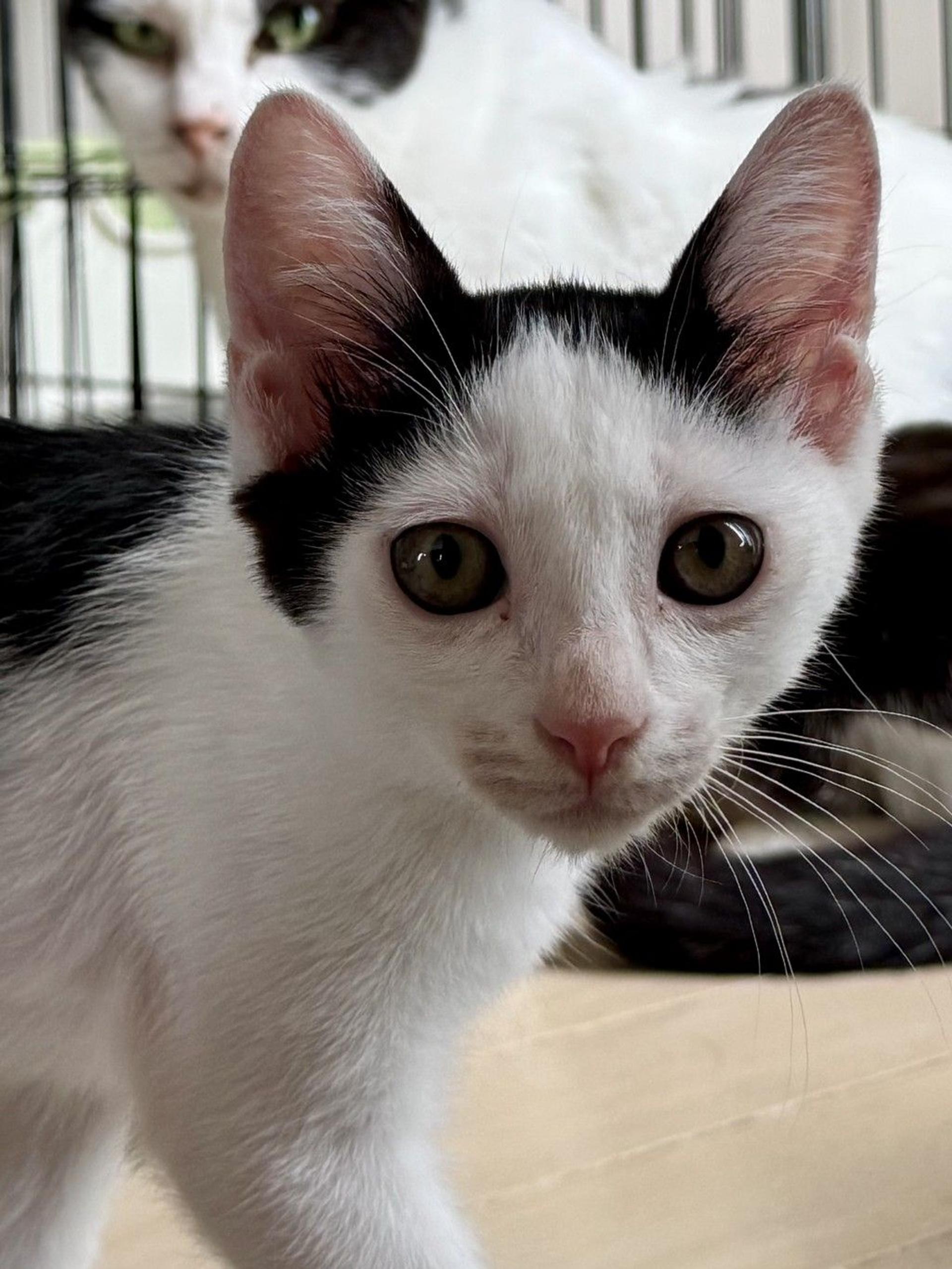 pet-image-2