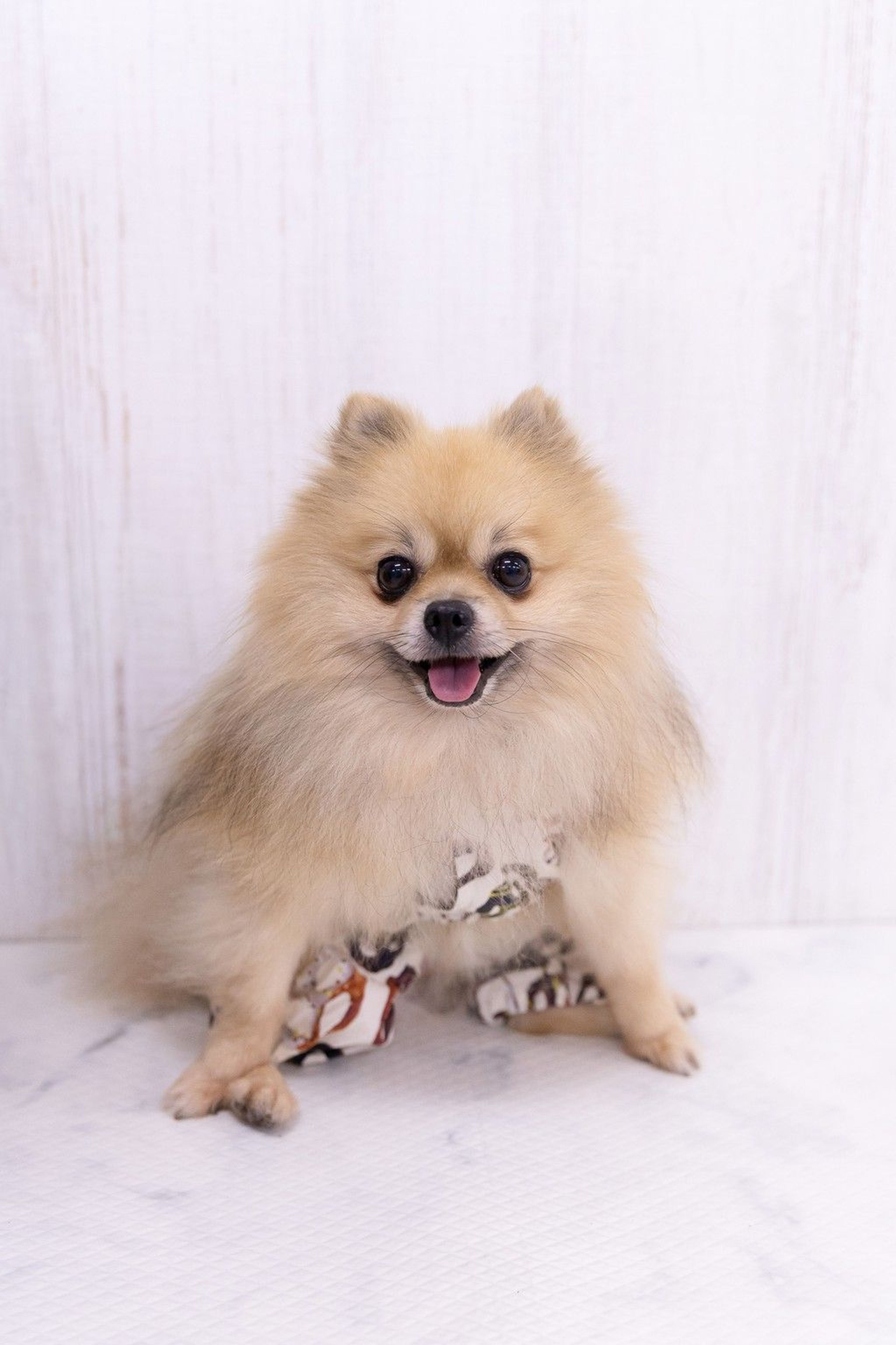 ポメラニアン・オスの里親募集の写真