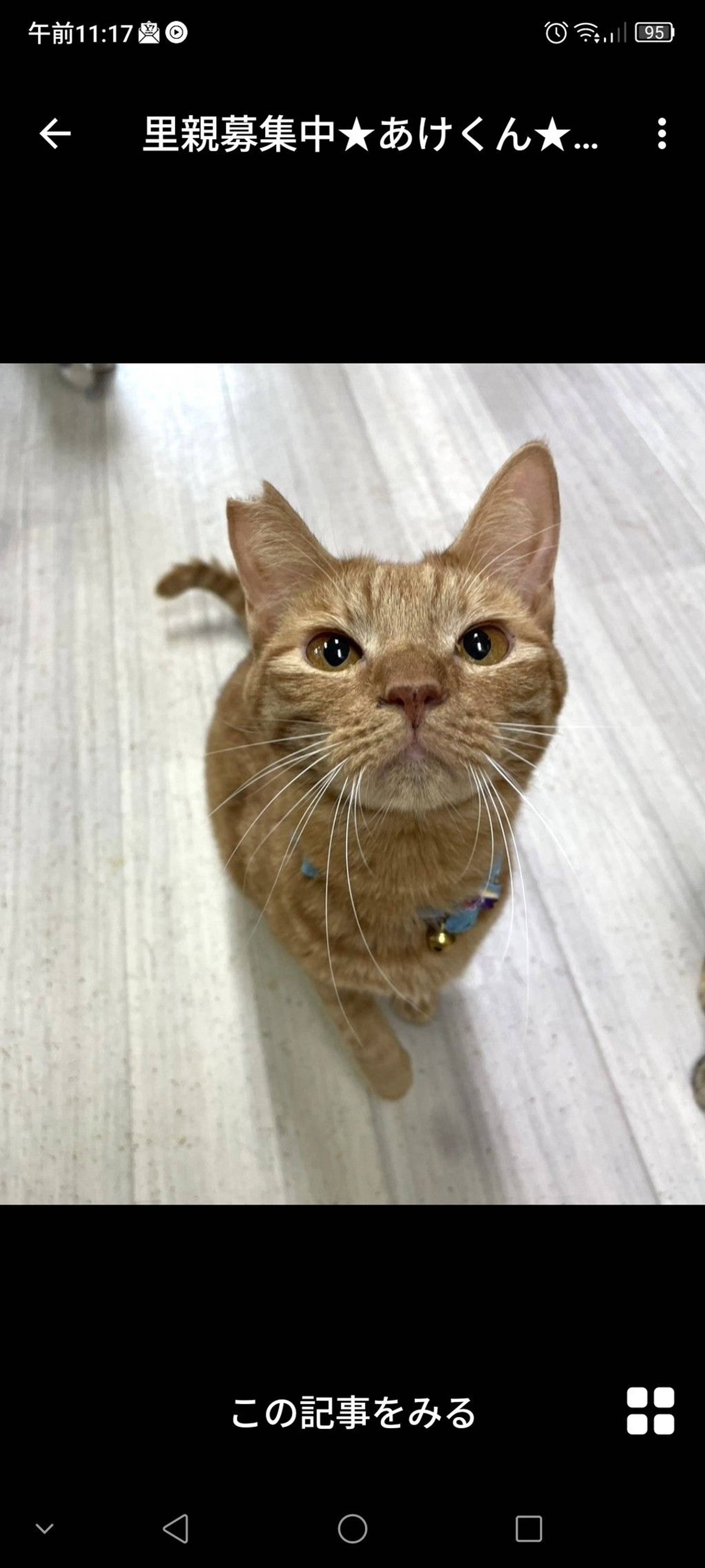 雑種（ミックス猫）・オスの里親募集の写真