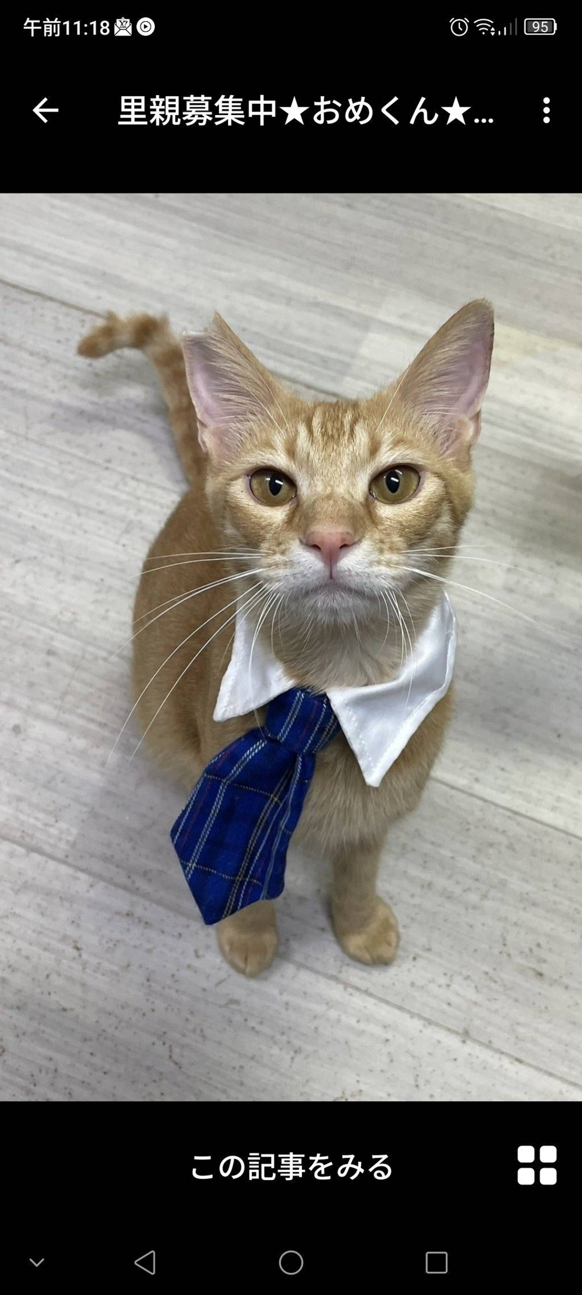 雑種（ミックス猫）・オスの里親募集の写真