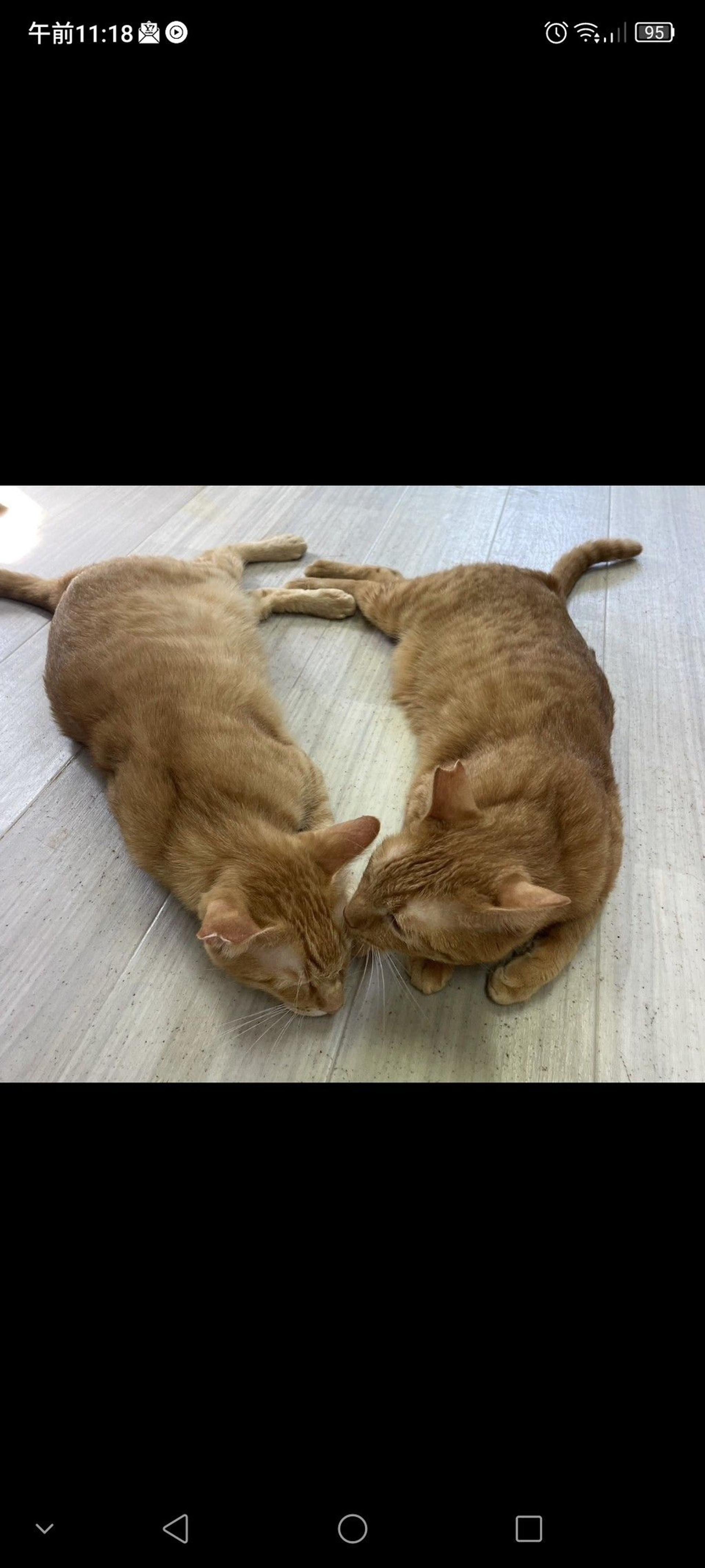 pet-image-3