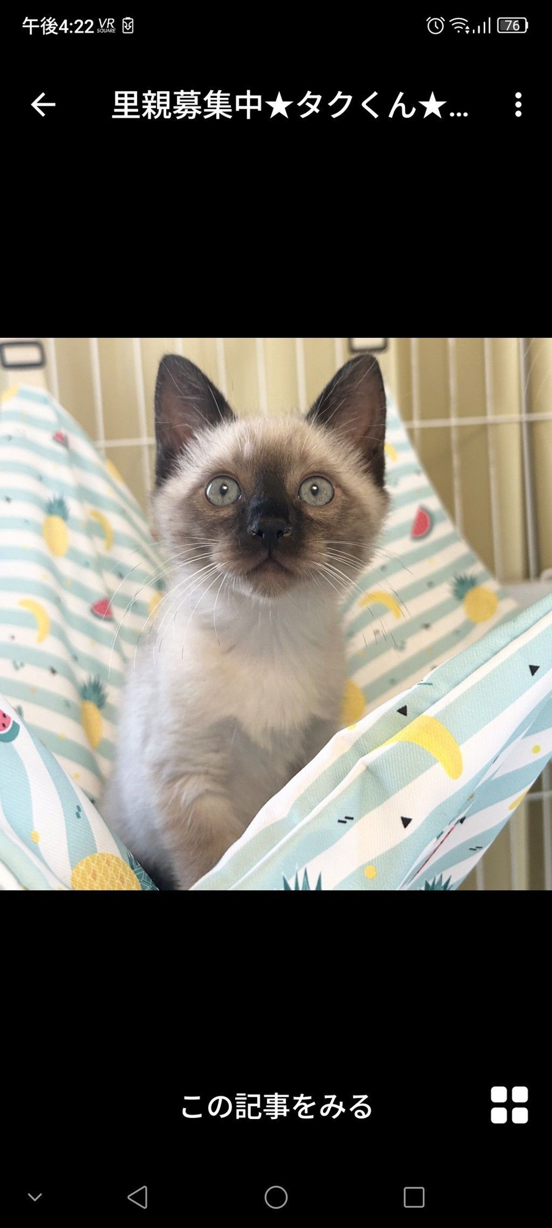 雑種（ミックス猫）・オスの里親募集の写真
